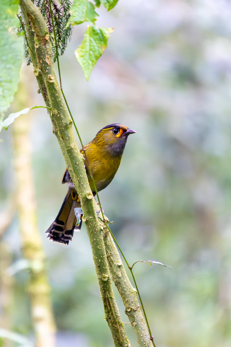 Small bird with yellow and black plumage perches on a tree branch in forest