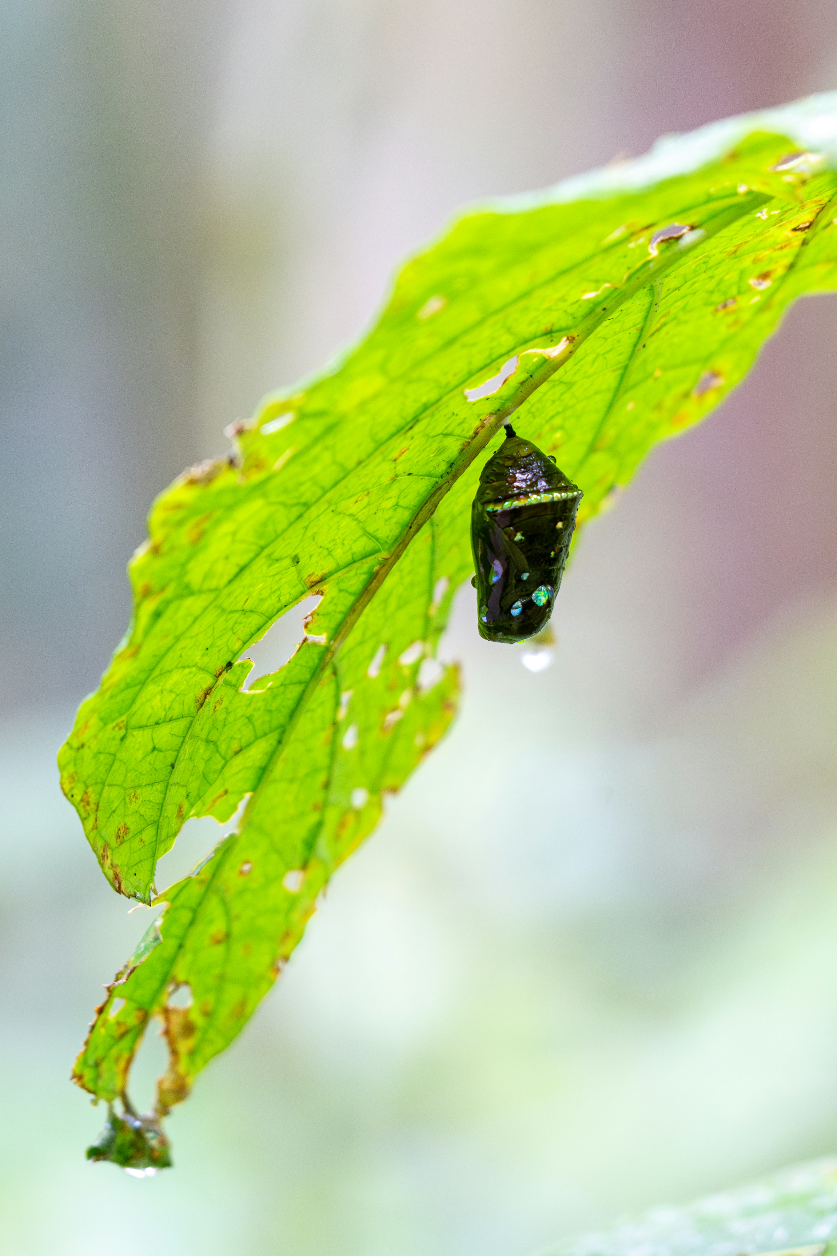 나비 번데기가 녹색 잎사귀에 매달려 있습니다. 사진 – Unsplash의 무료 나비 이미지, image size:3000x4499