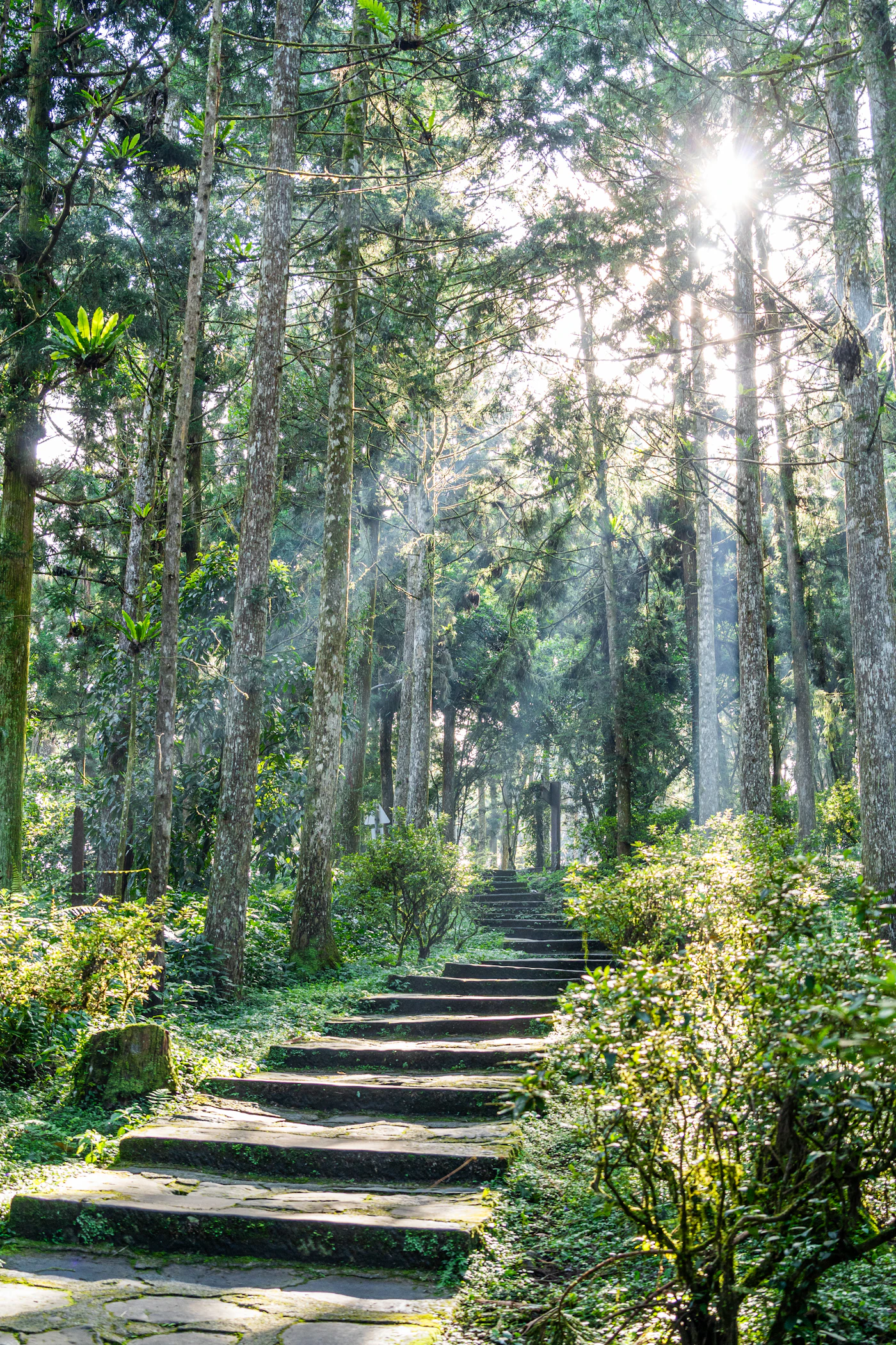 Sonnenlicht fällt auf einen grünen Waldweg als Symbol für rauchfreien Fortschritt