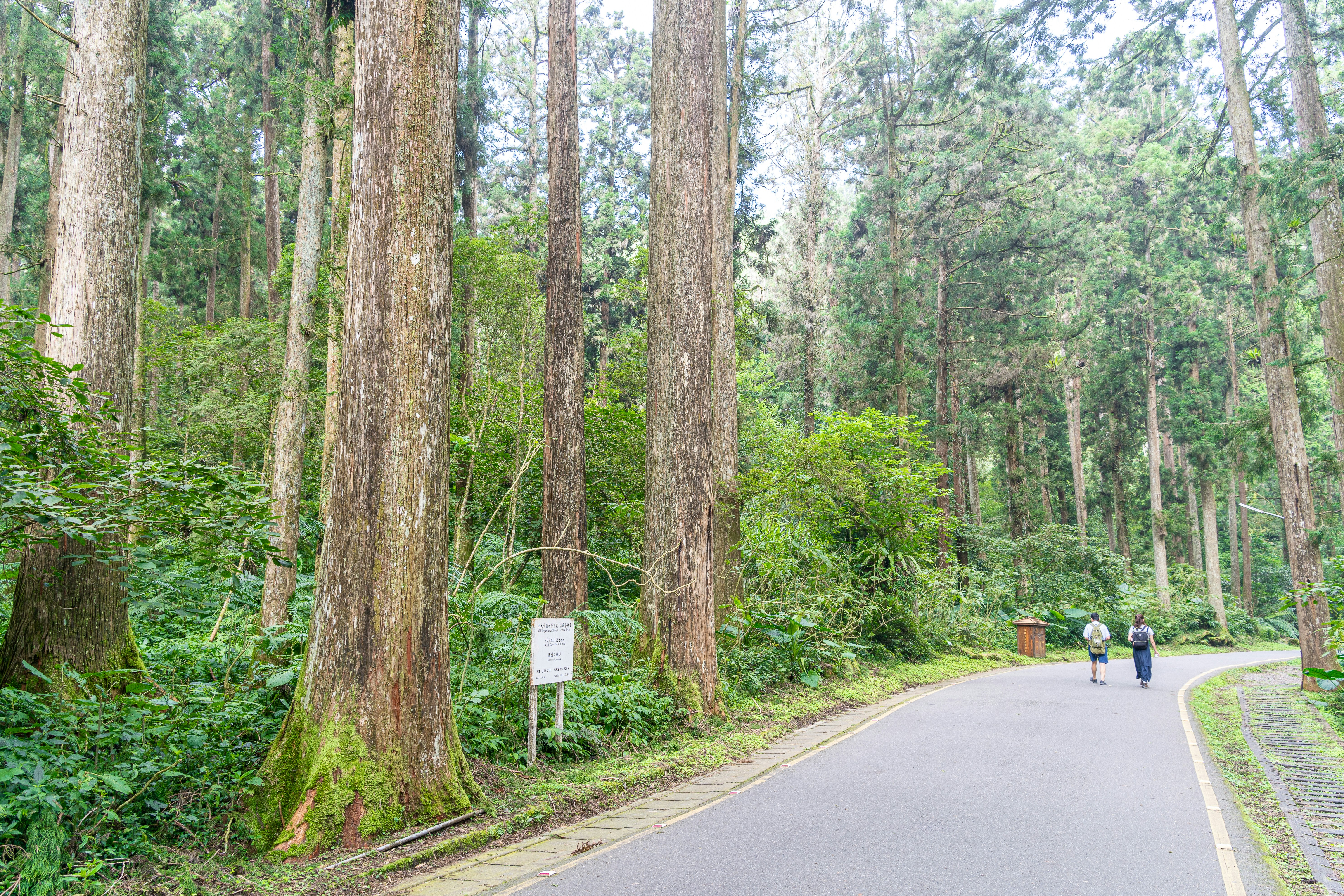 A winding road leads through a serene forest.