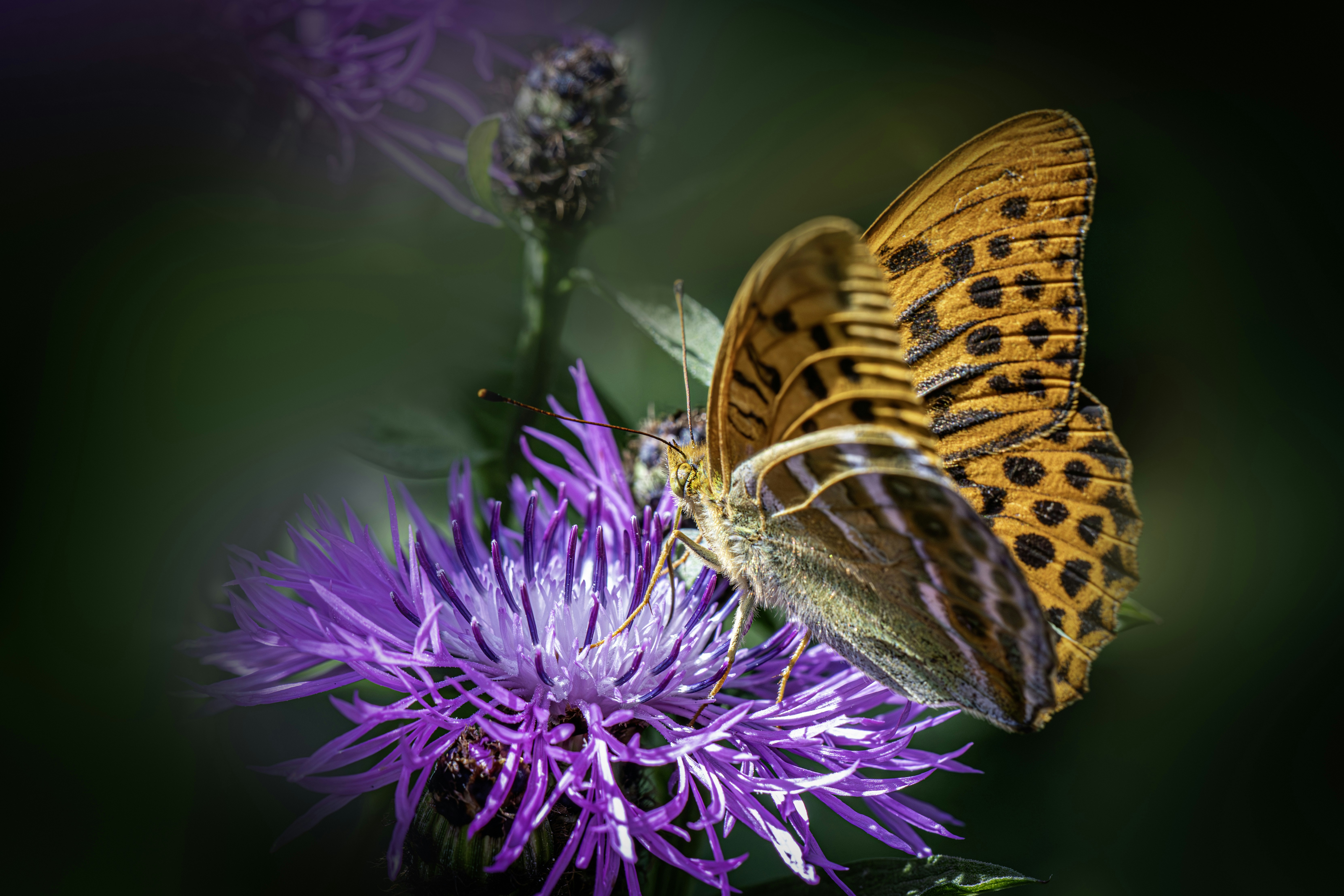 A beautiful butterfly sits on a purple flower.