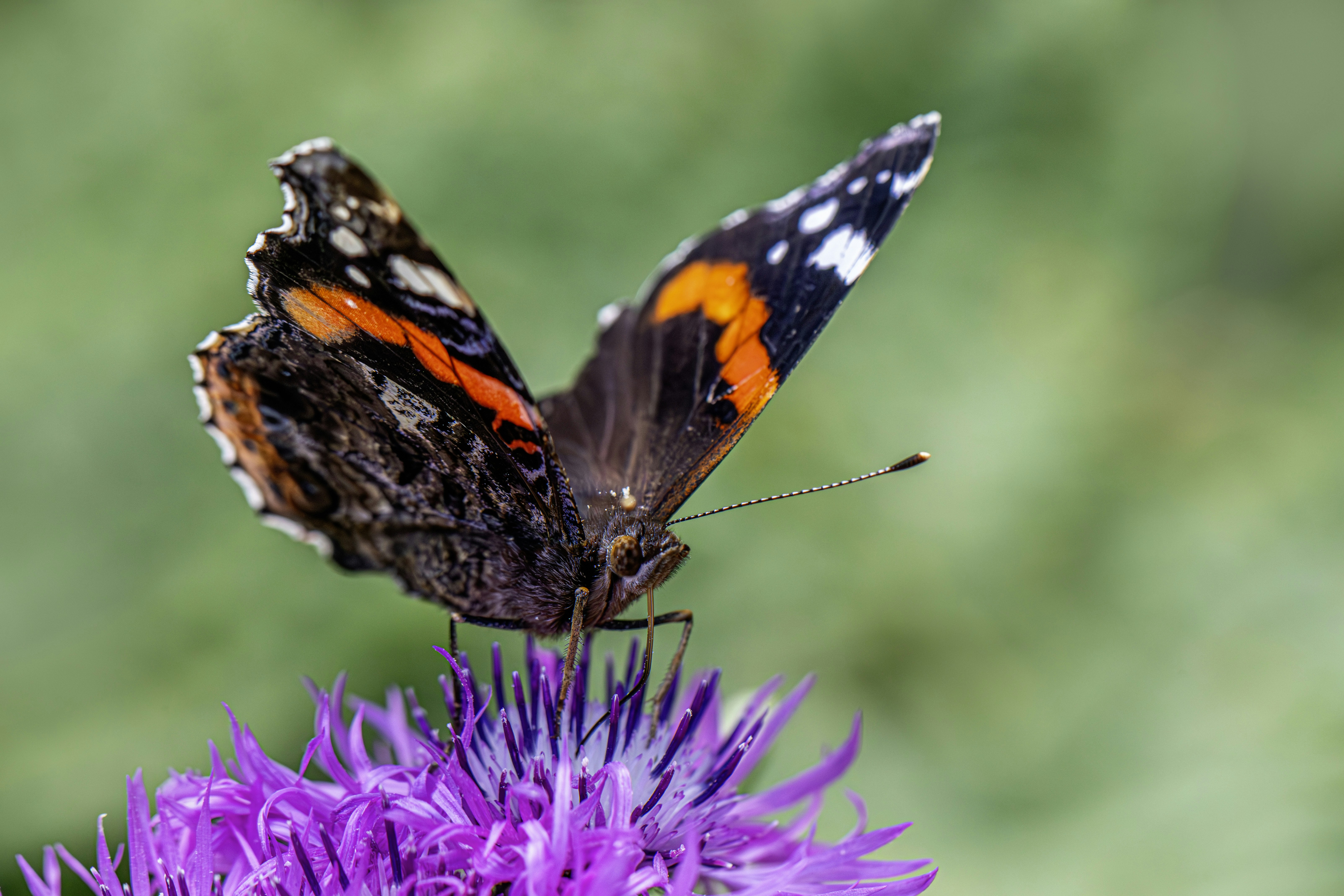 A butterfly sits on a purple flower.
