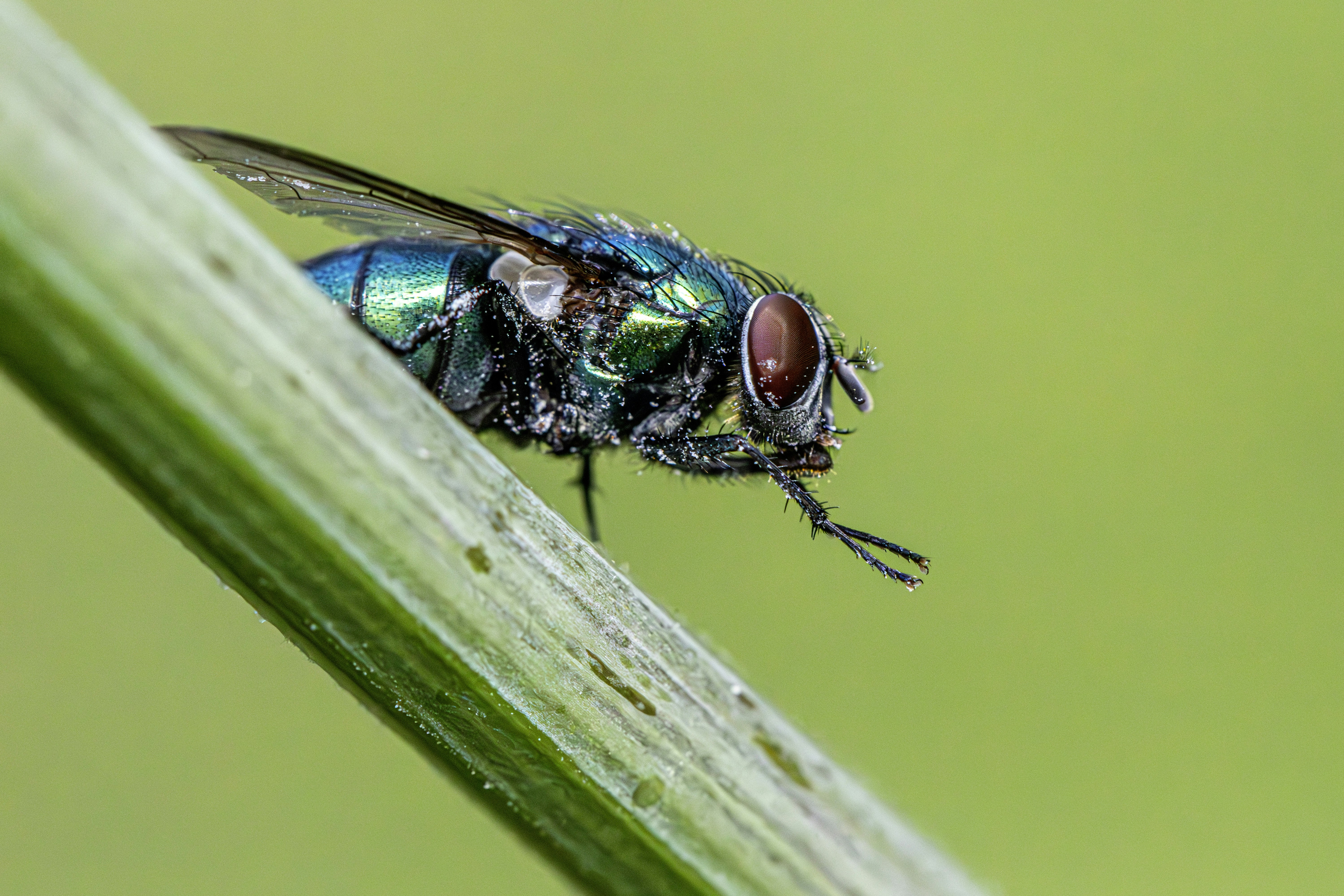 A green blow fly perched on a stem.