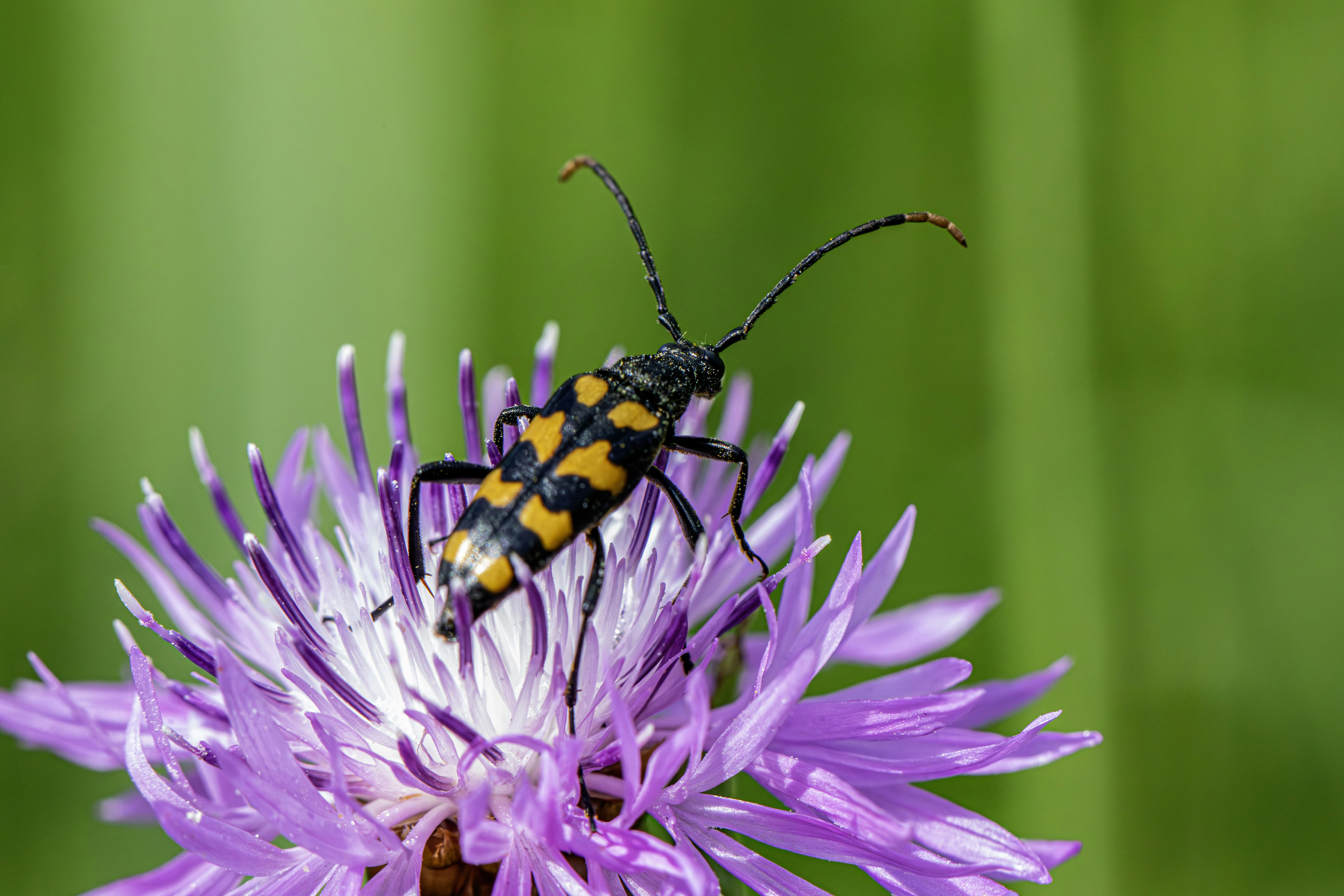 A beetle perched on a vibrant purple flower.