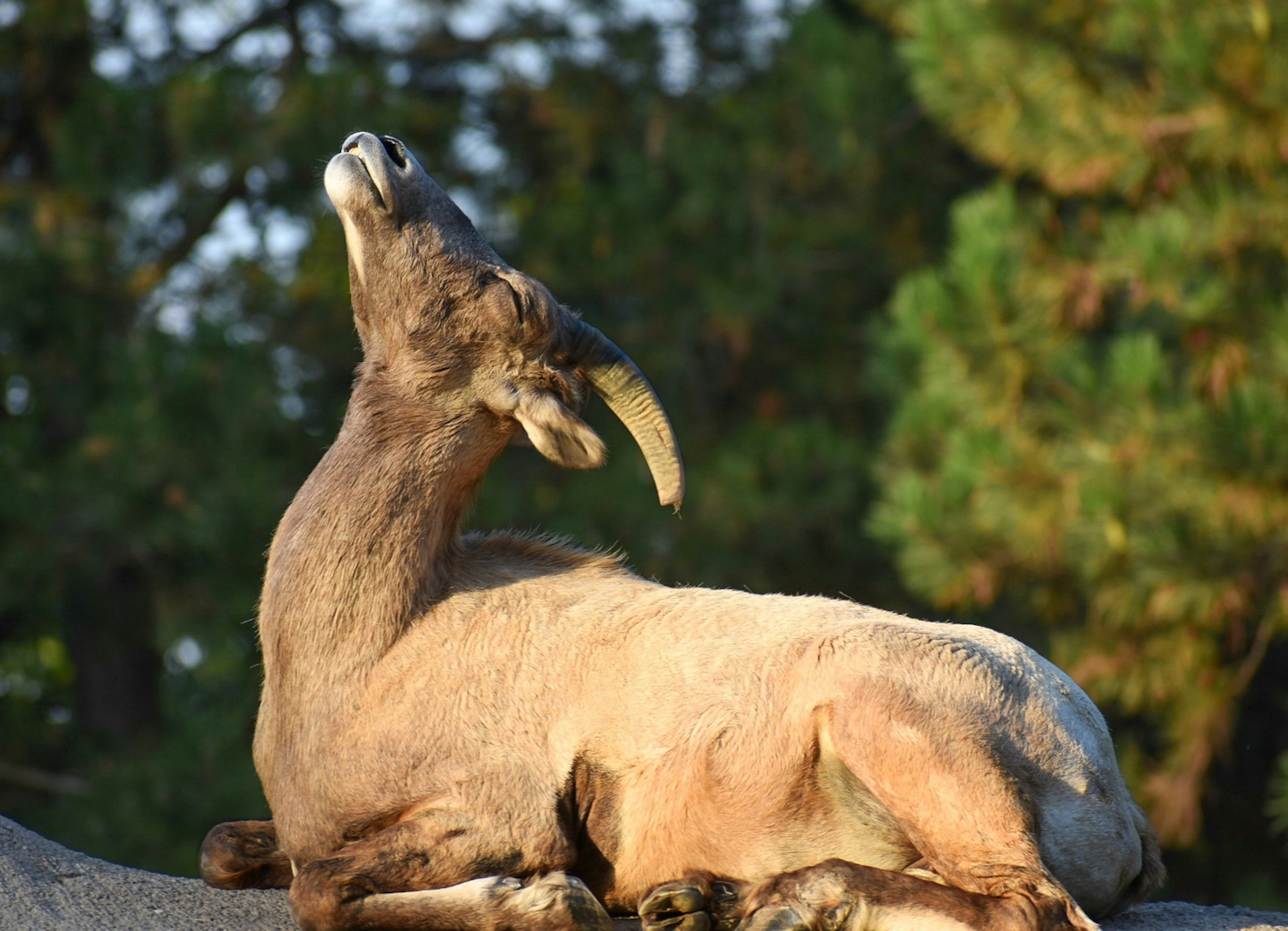 A ram is looking up into the sunlight.