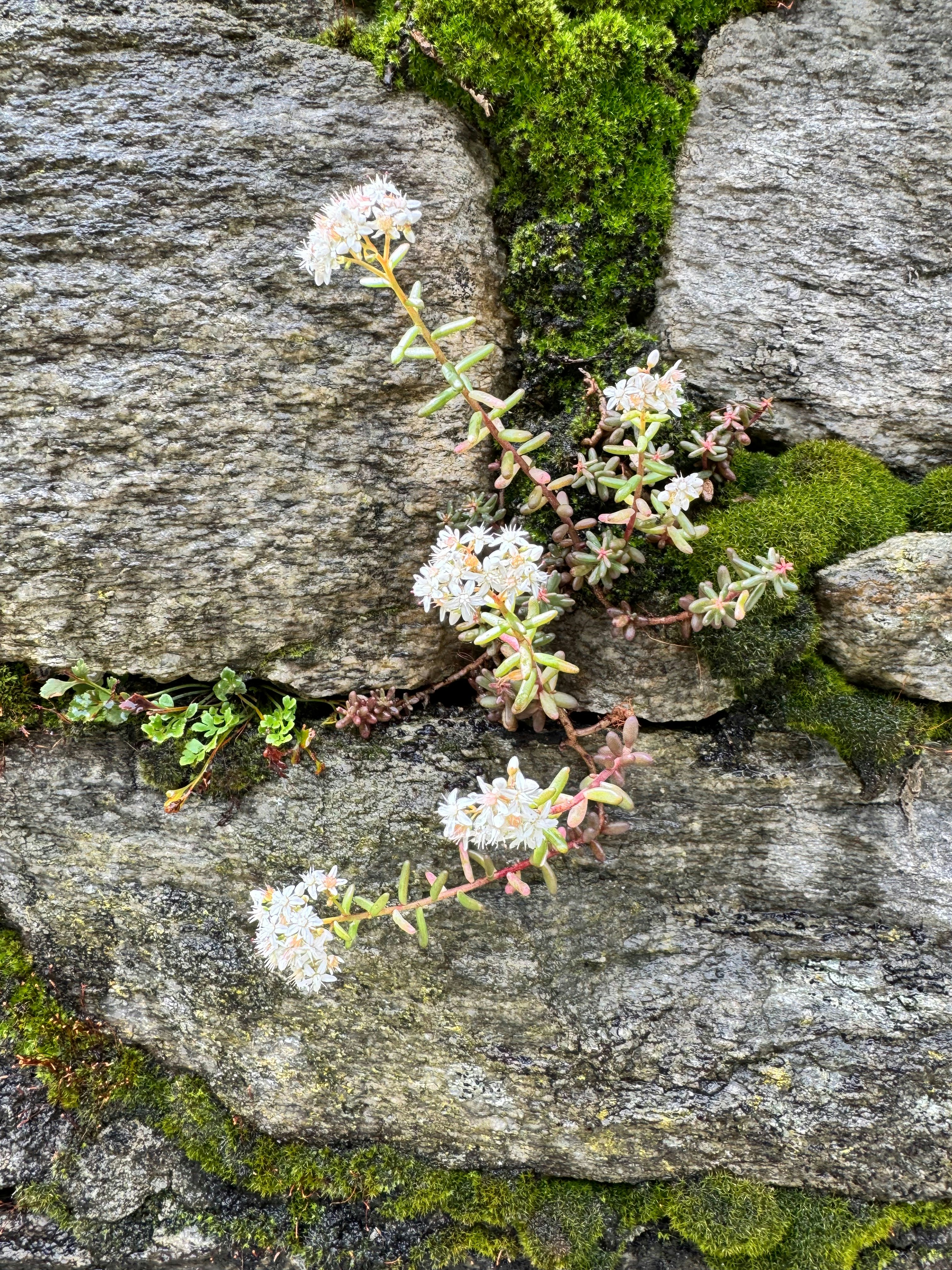 Des fleurs fleurissent sur le mur de pierre et la mousse.