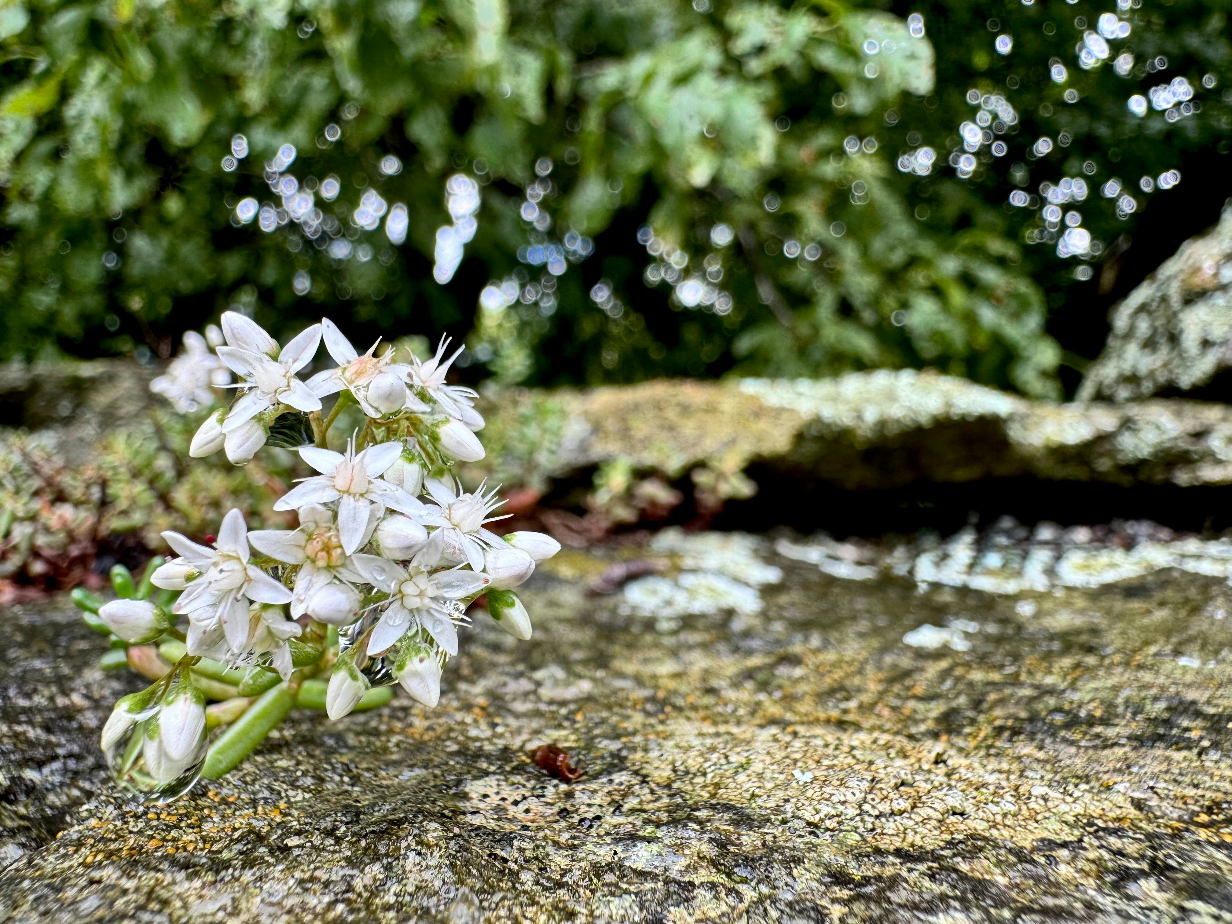 Des fleurs blanches s’épanouissent au sommet d’une pierre érodée.