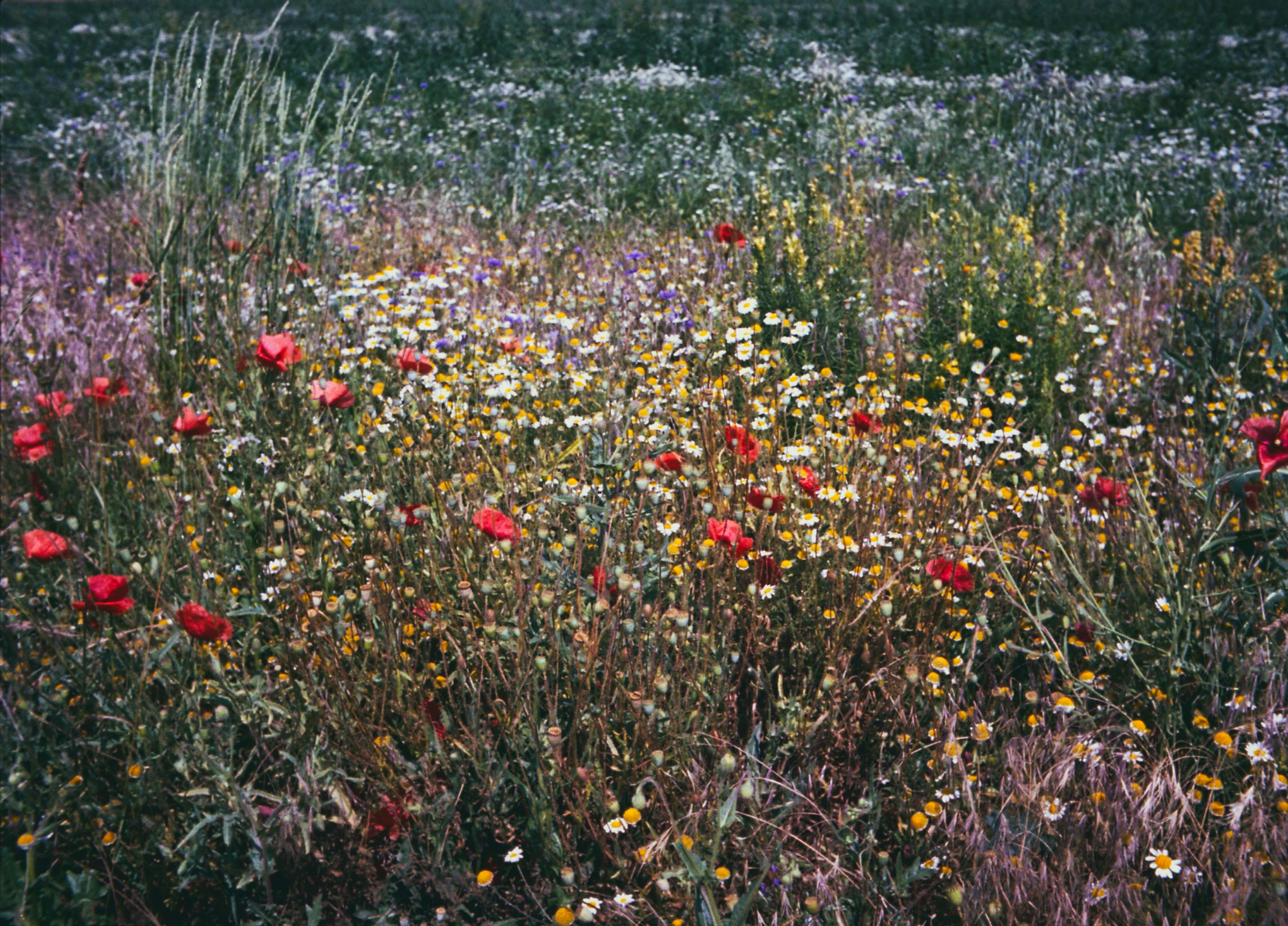 Champ de fleurs sauvages vibrantes en pleine floraison.