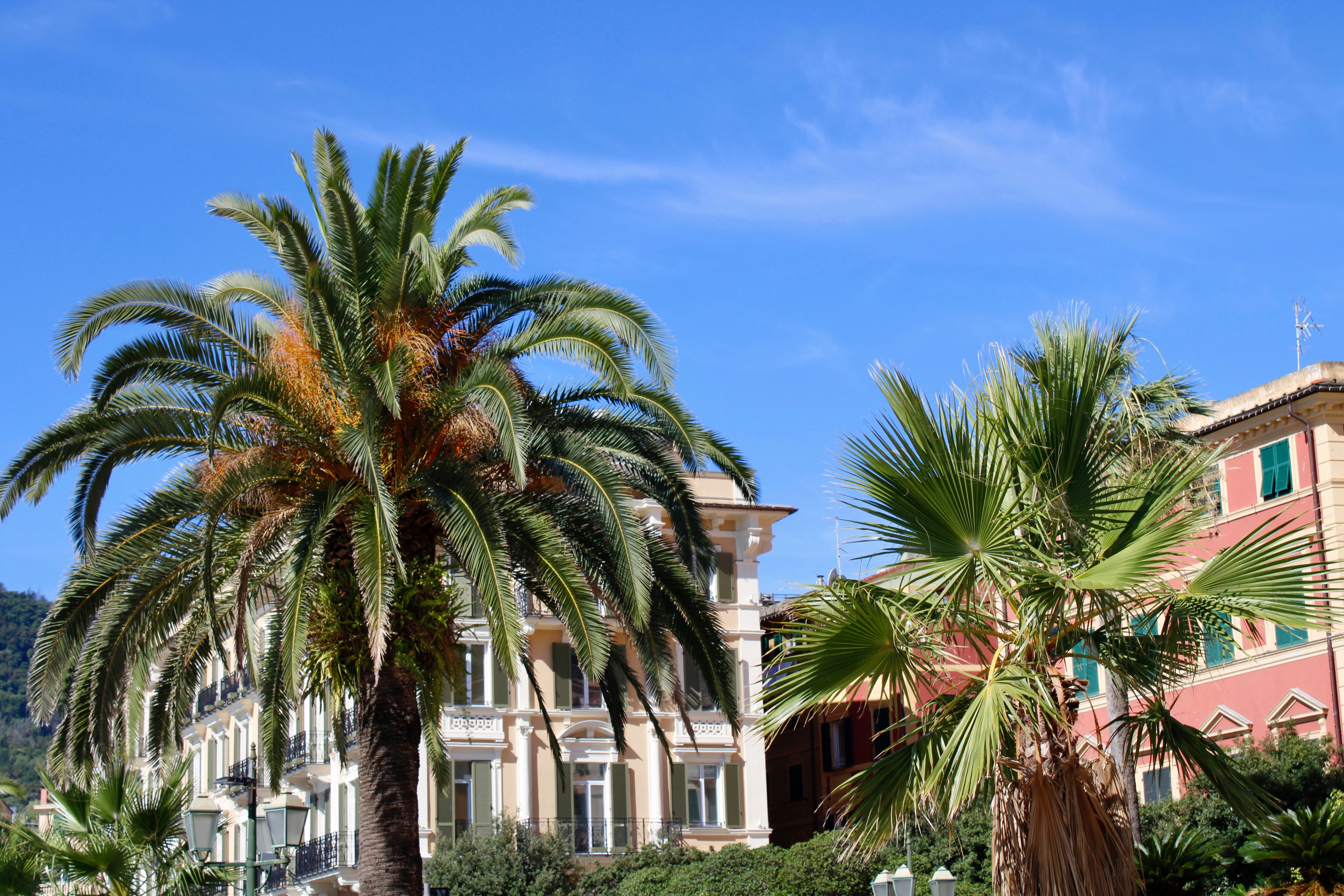Palm trees and buildings under a blue sky.