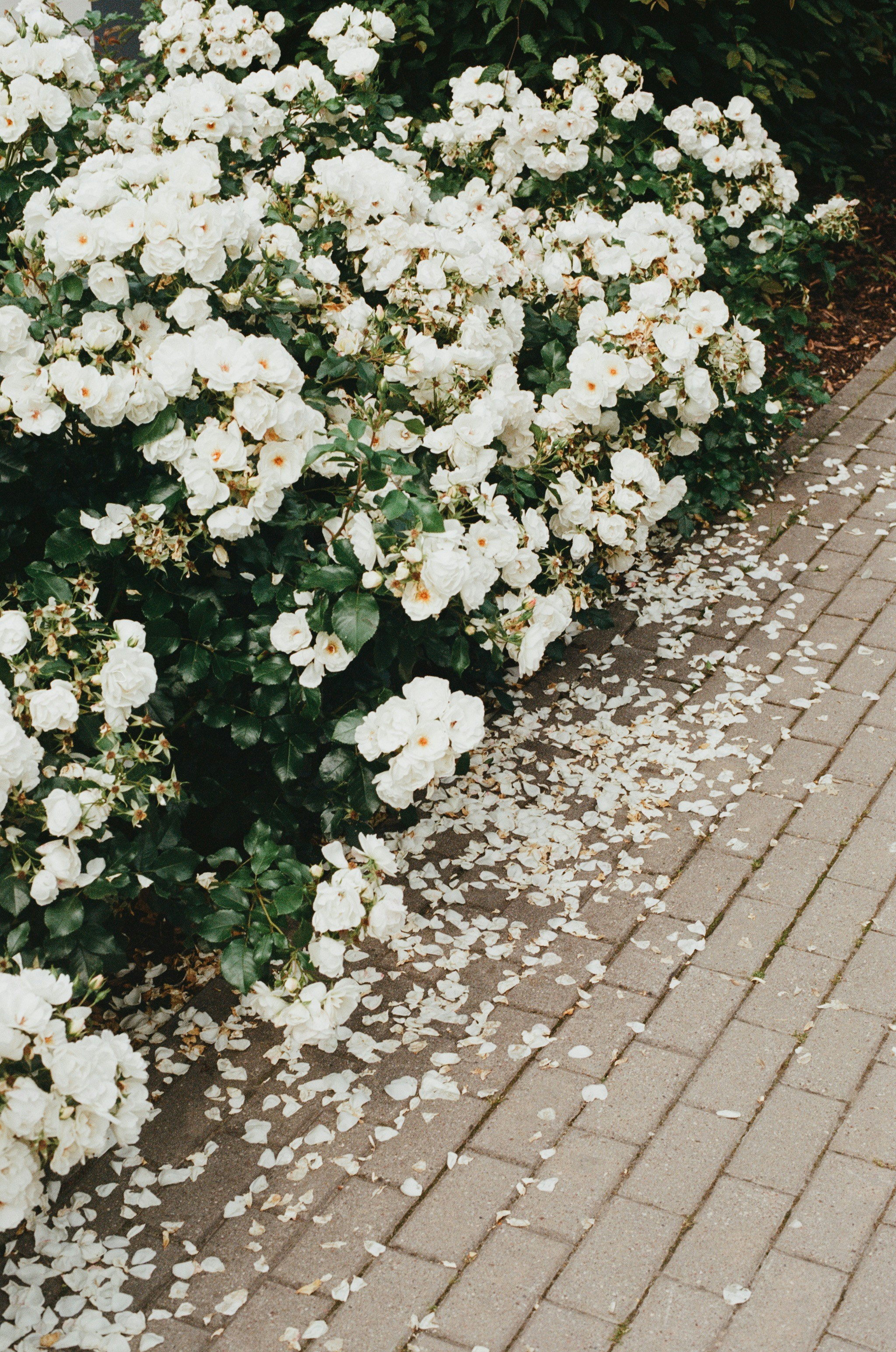 White roses bloom alongside a brick pathway.