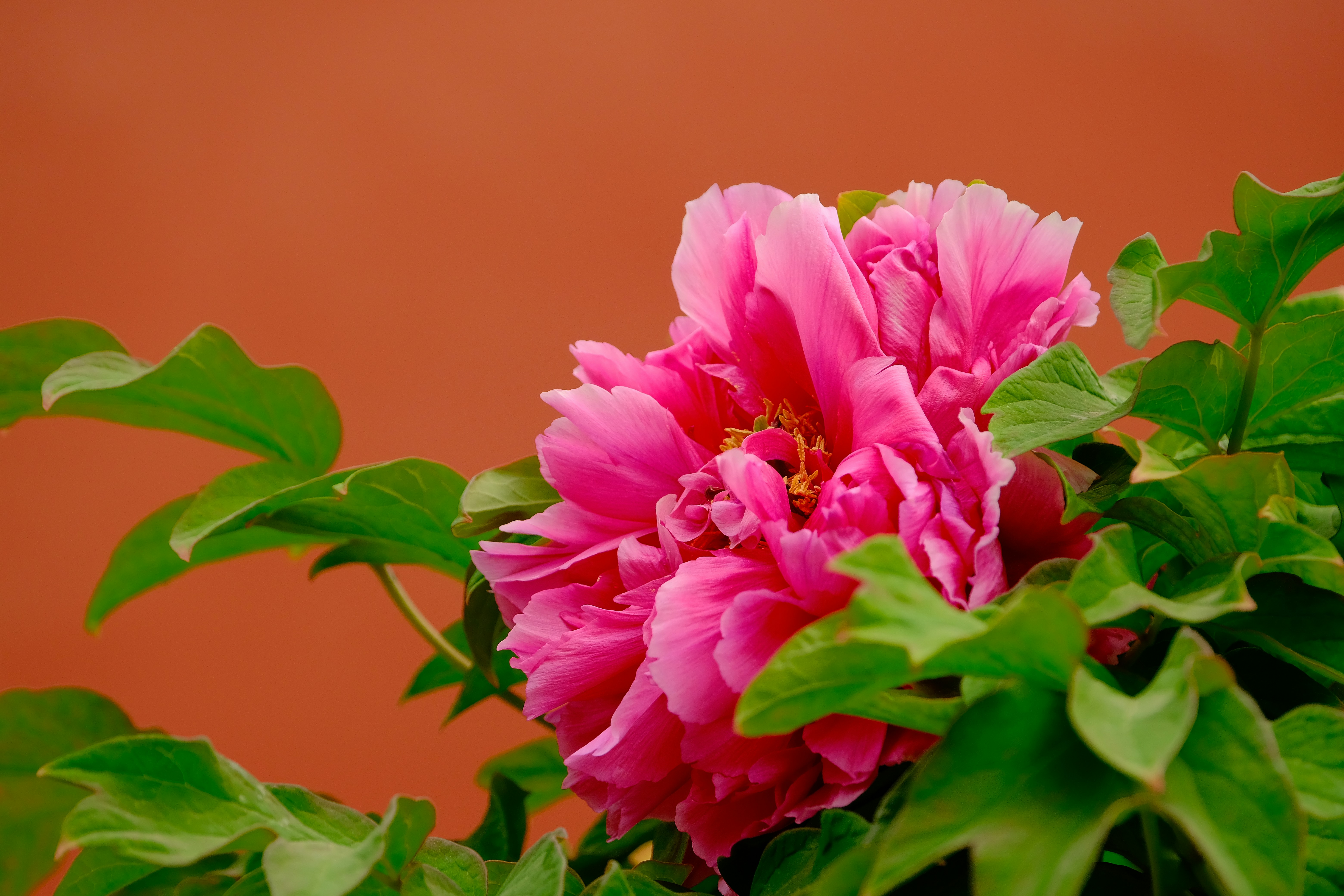 Photo by terrycarnivoroua