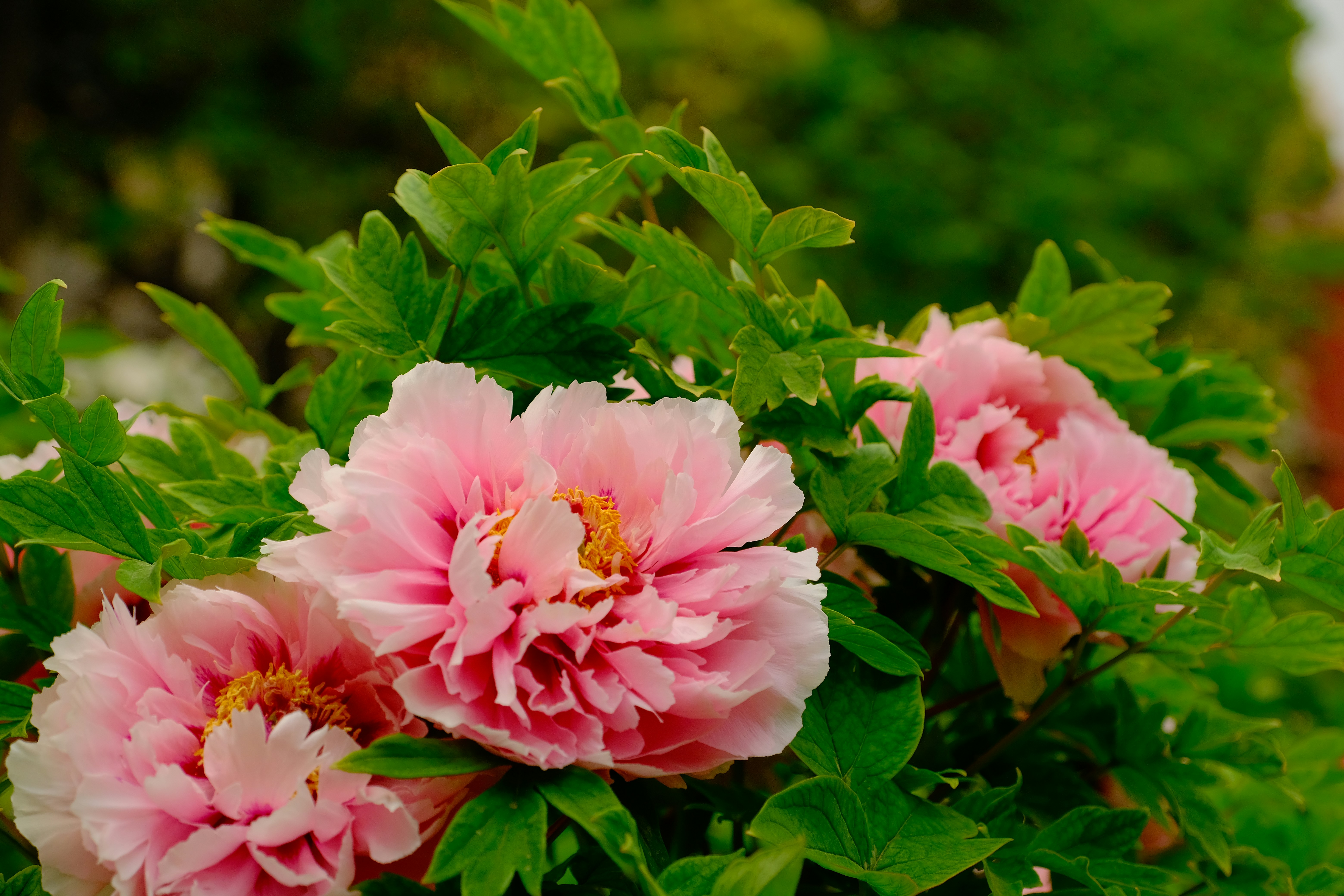 Photo by terrycarnivoroua