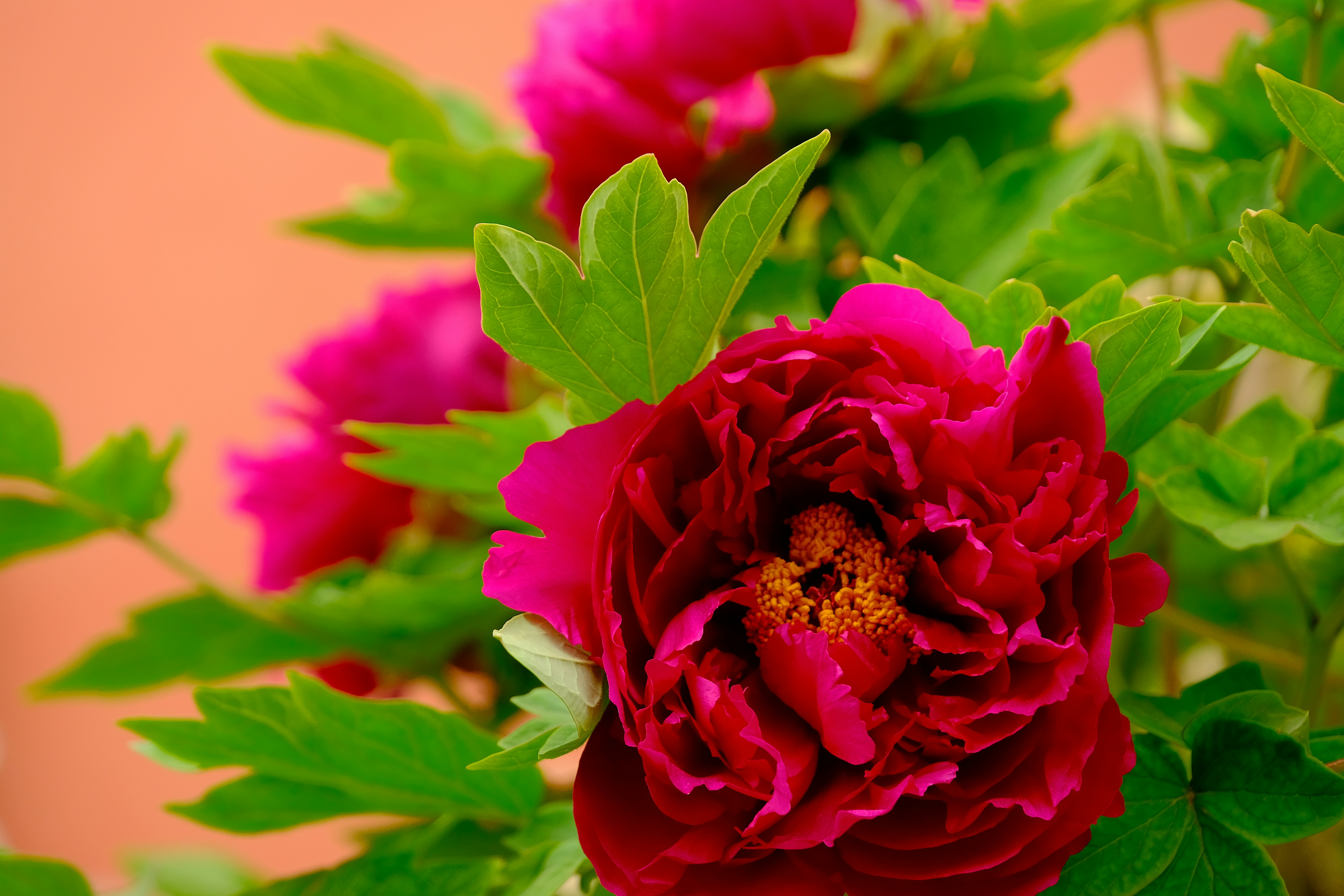 Photo by terrycarnivoroua