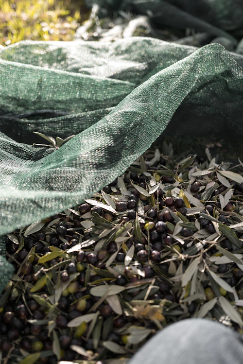 Olives récoltées
