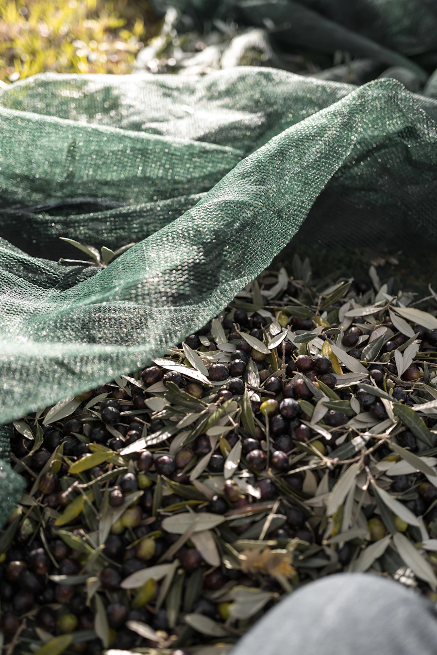 Olives and leaves gathered on a green net