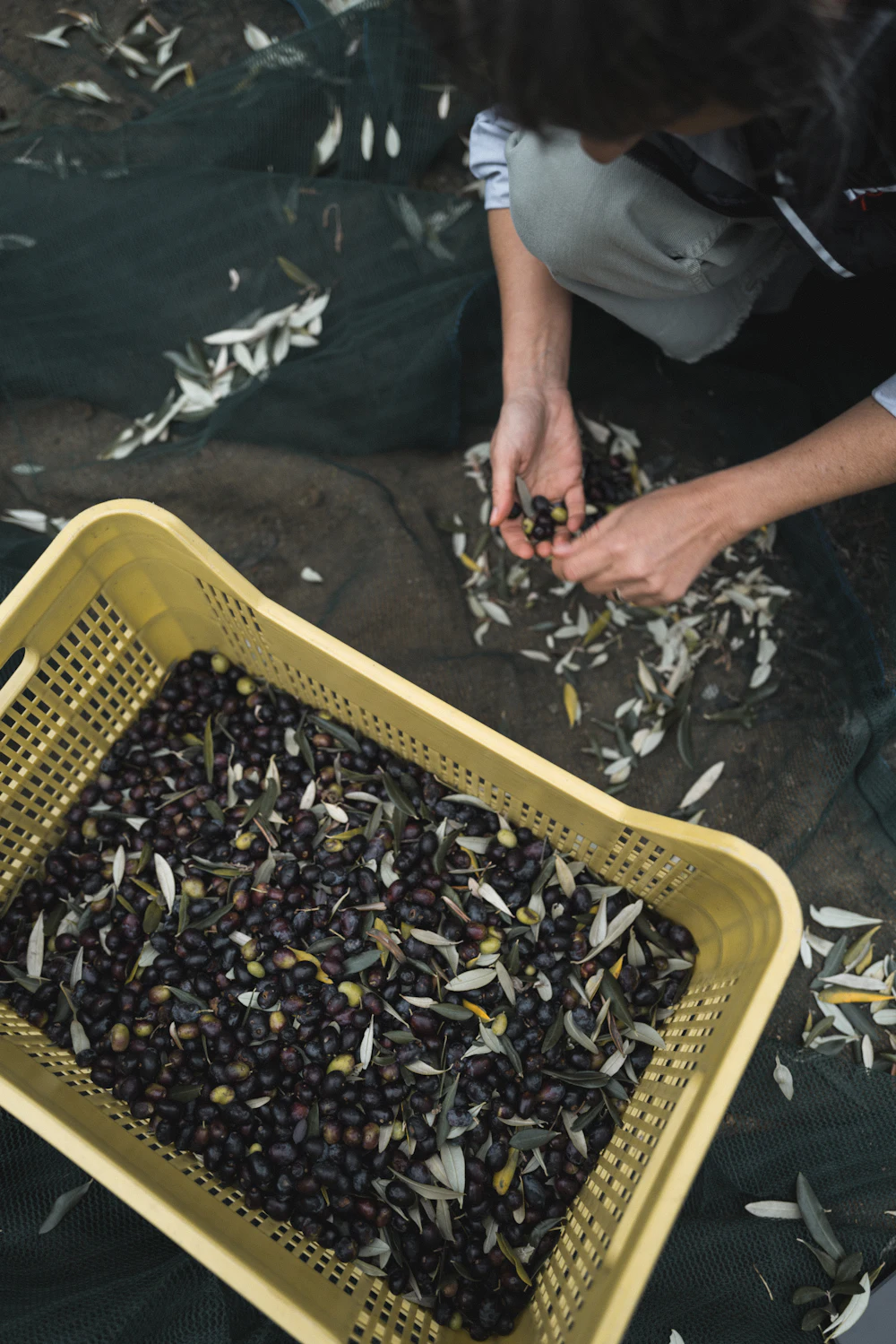 Olives récoltées en cours de tri