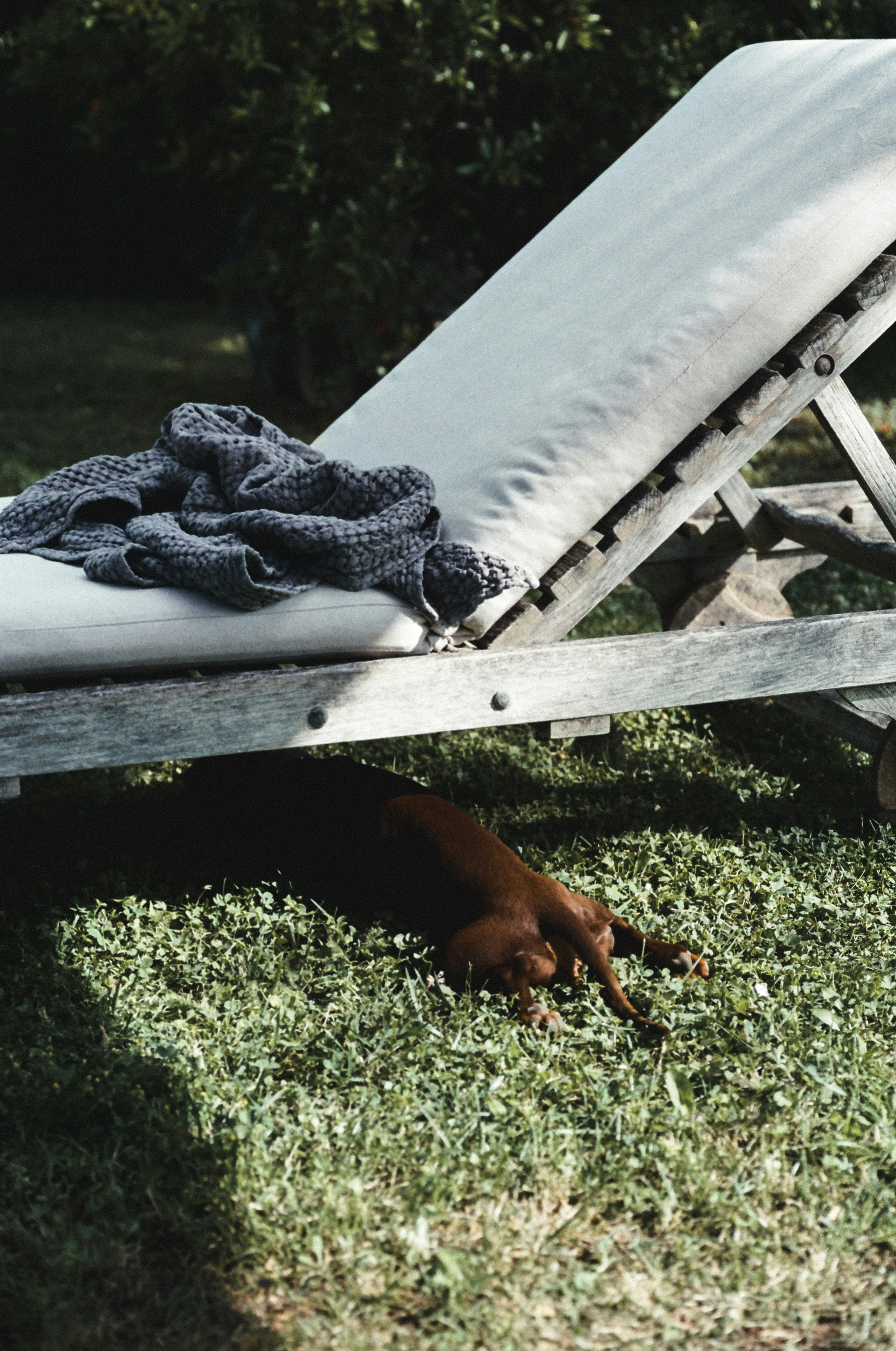 Dog relaxes in the shade under a sun lounger.