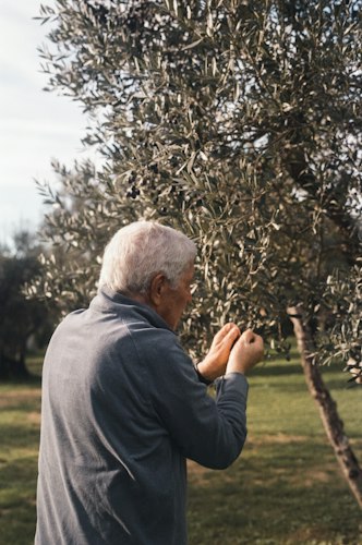 Marko Perini, third-generation olive farmer