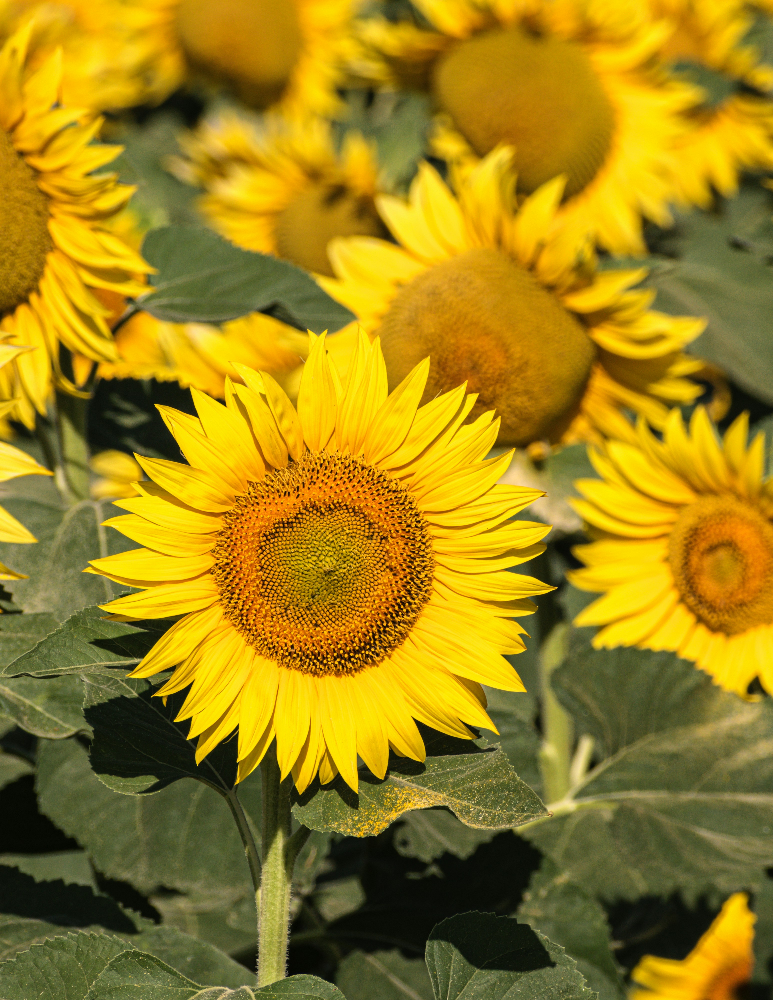 Photo by niki_emmert