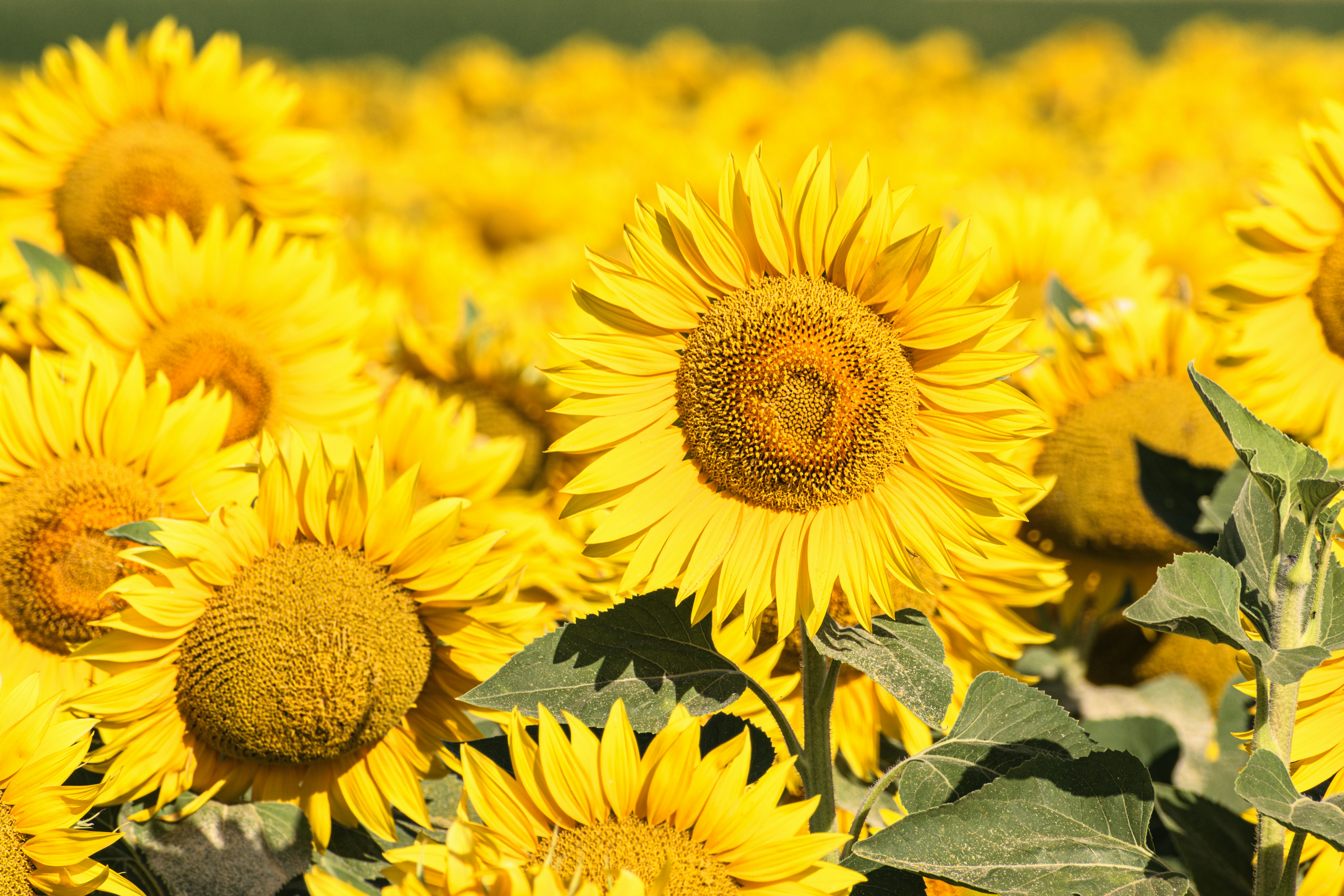 A field is full of blooming sunflowers.