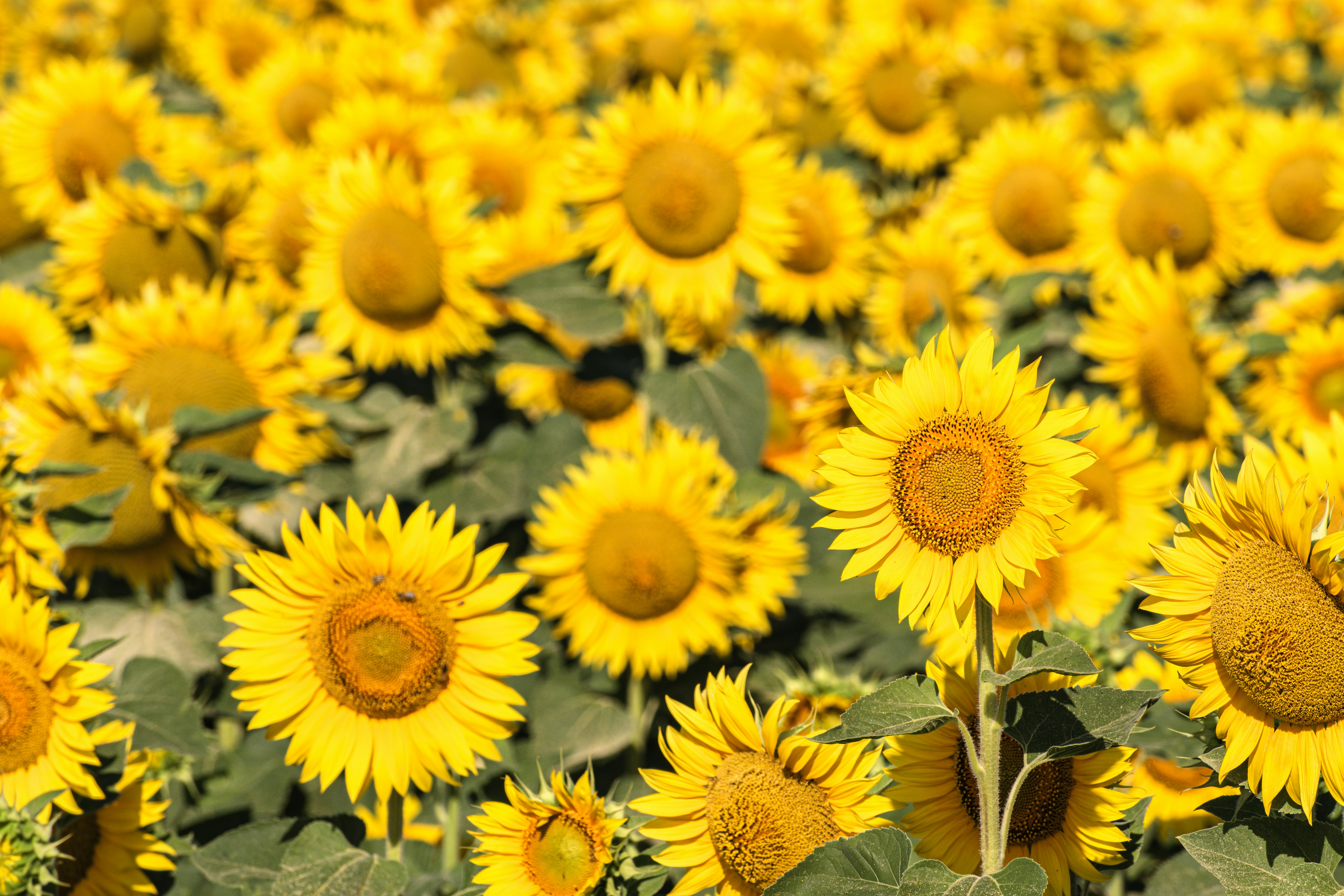 Photo by niki_emmert