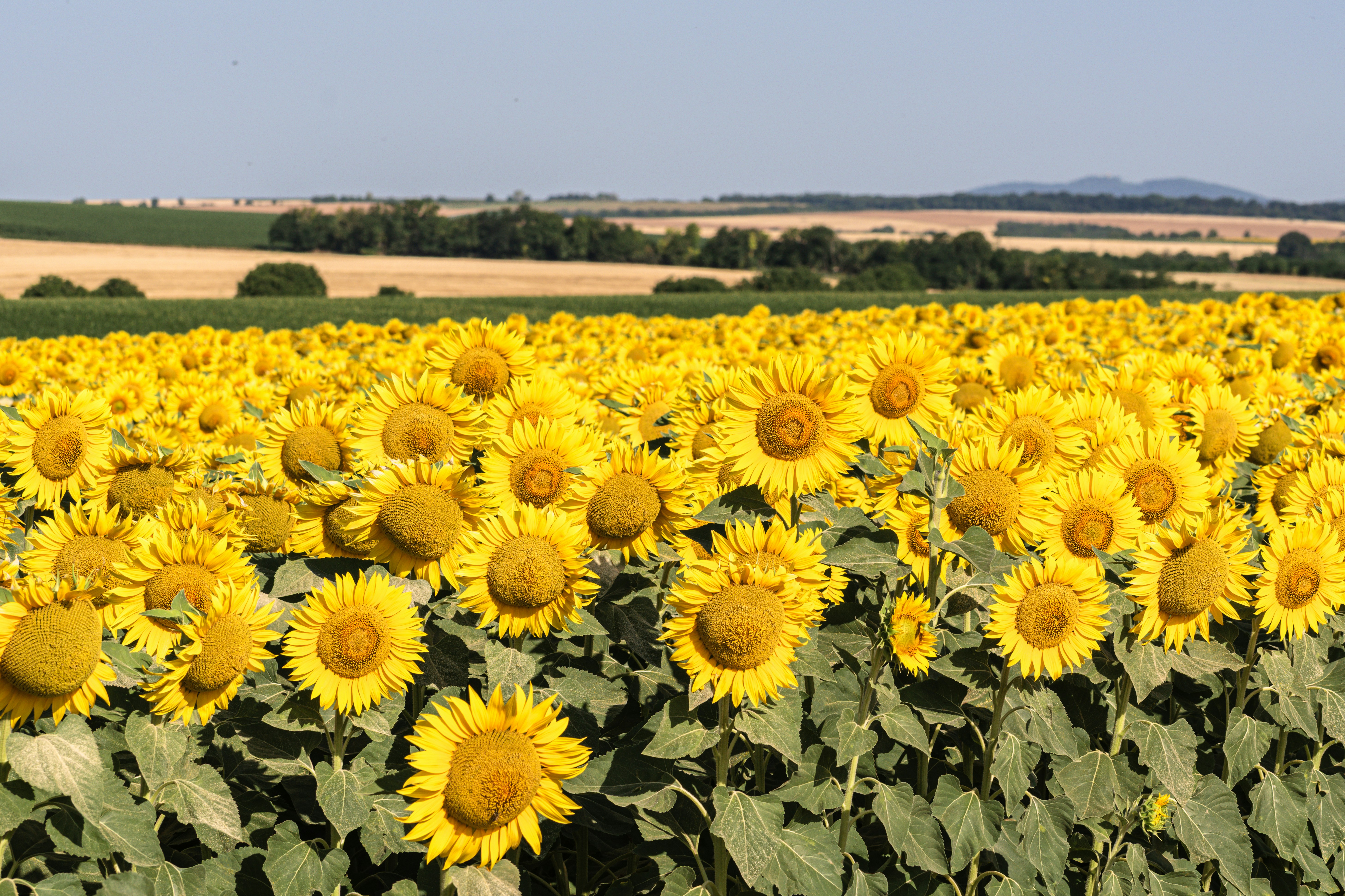 A vast field of beautiful, blooming sunflowers.