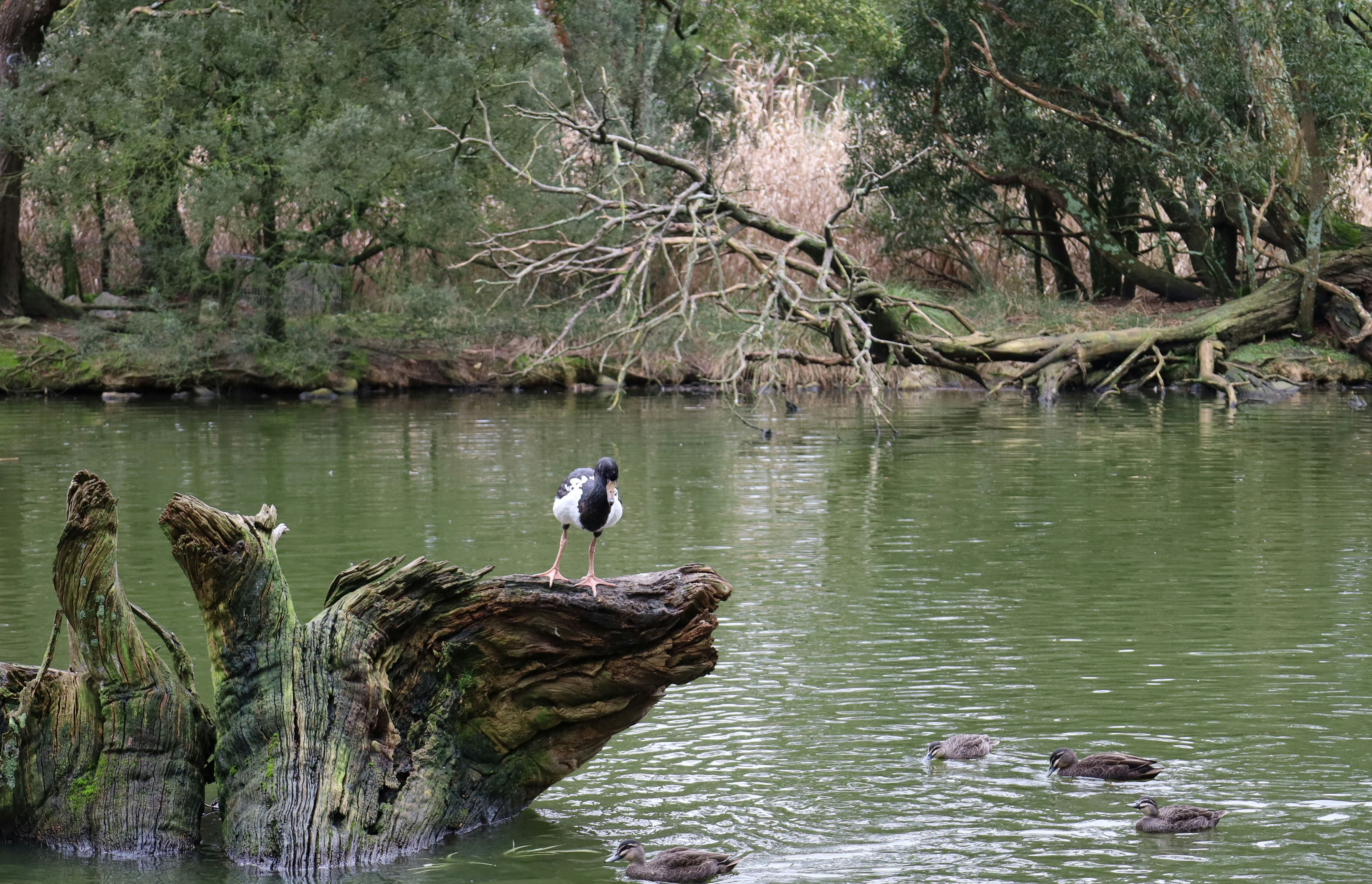 Birdwood, South Australia