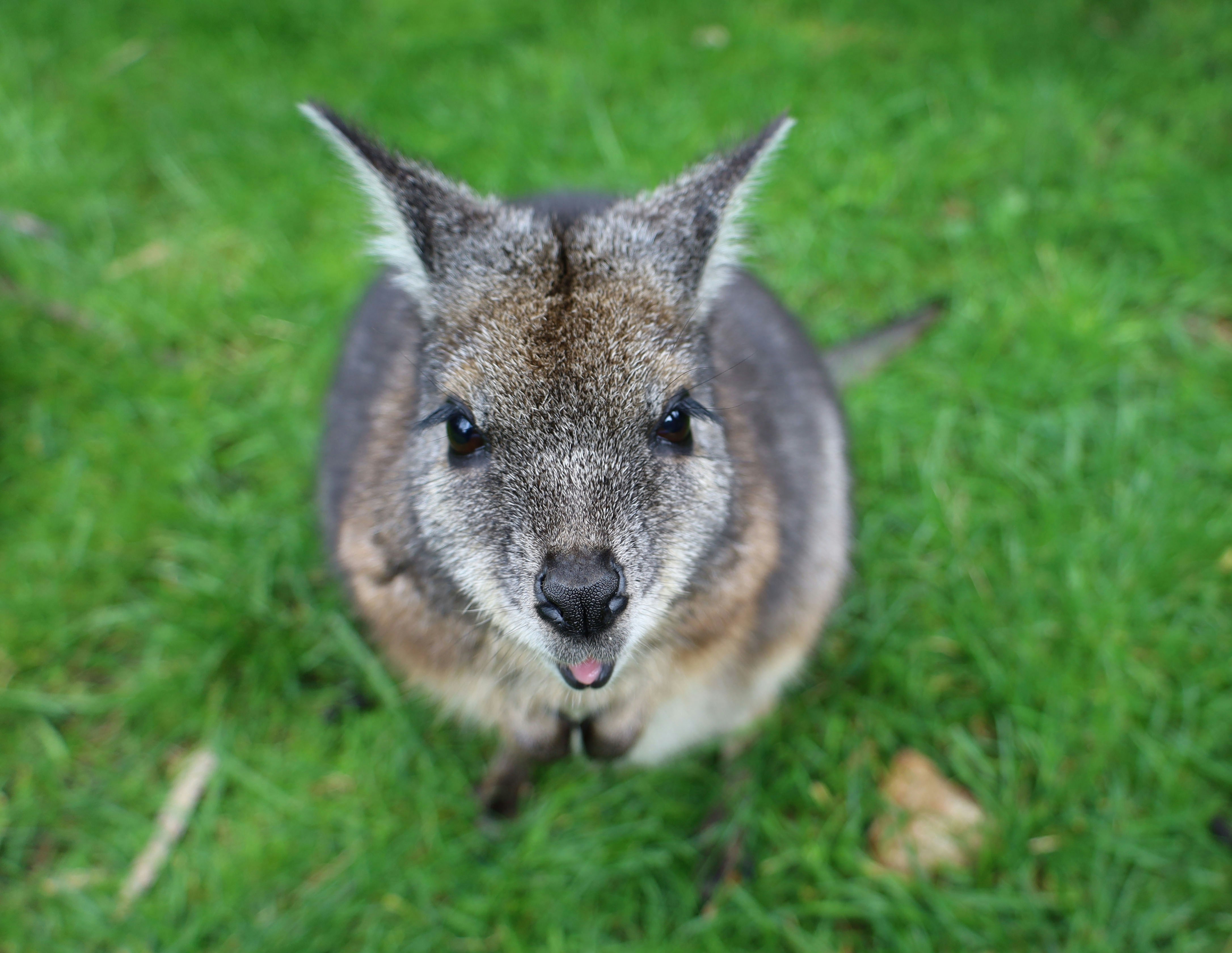 아기 캥거루의 귀여운 순간들, image size:3000x2320