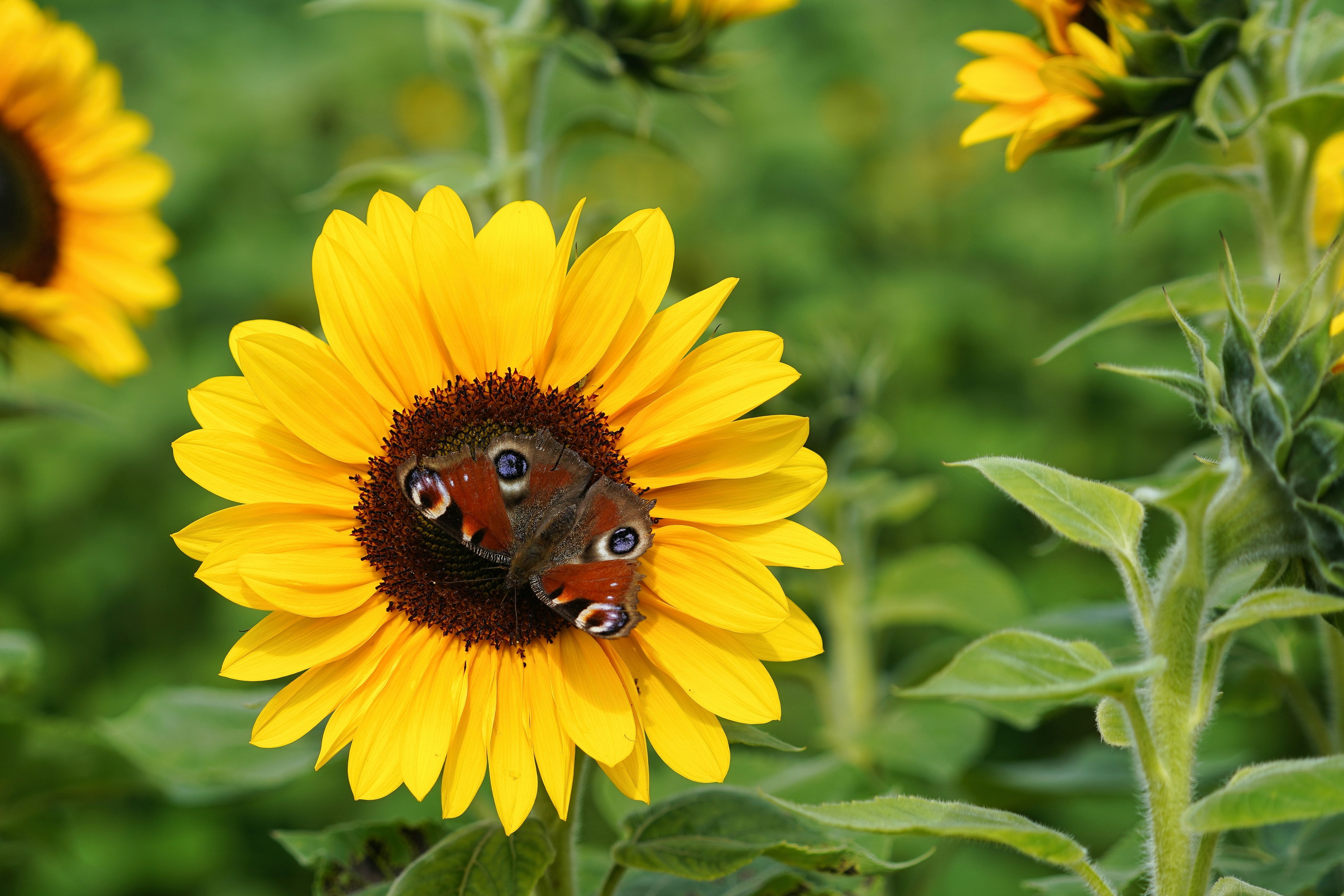 Photo by hamburgmeinefreundin