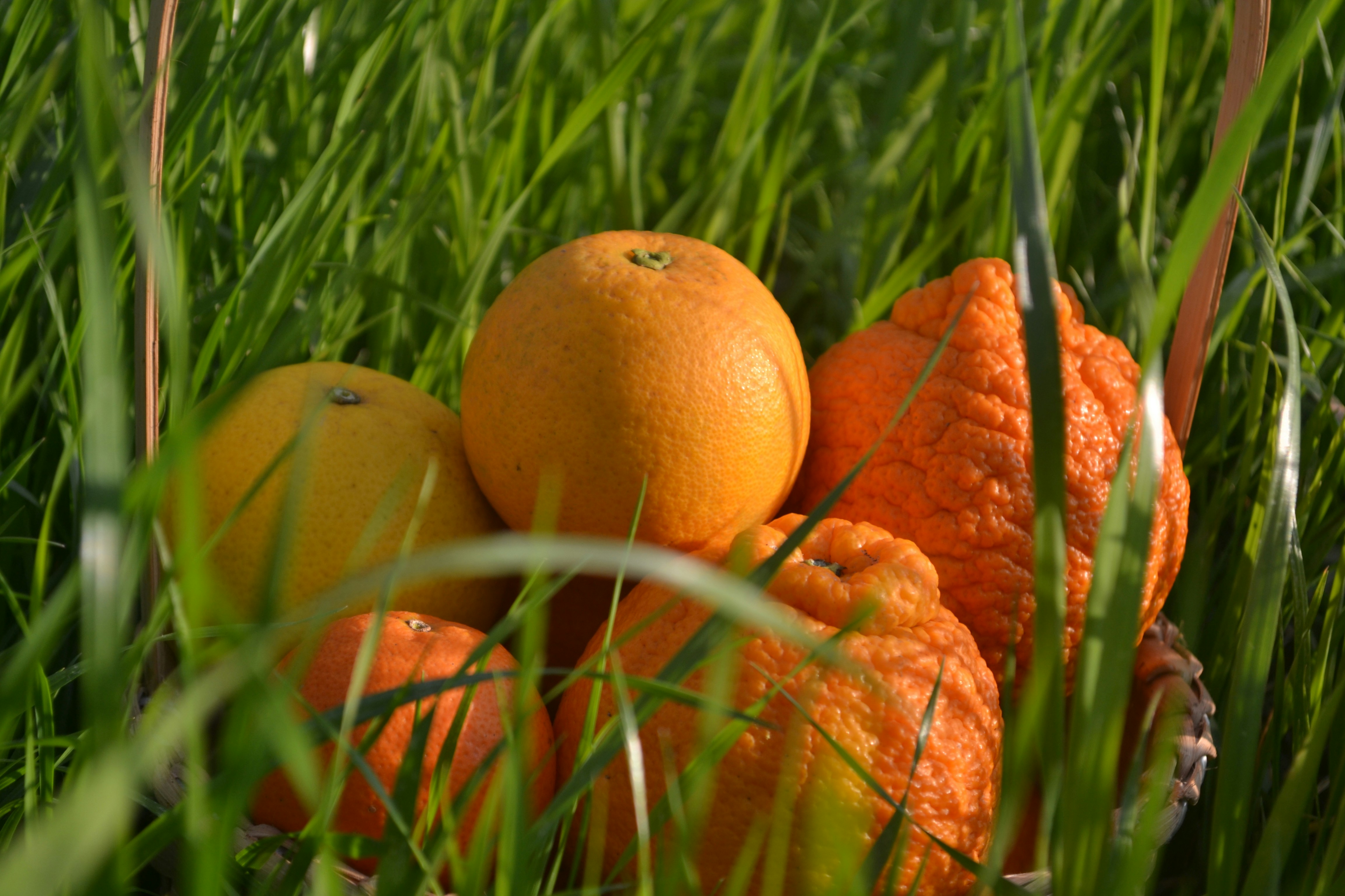 オレンジは背の高い緑の草の中にかごに収められています。