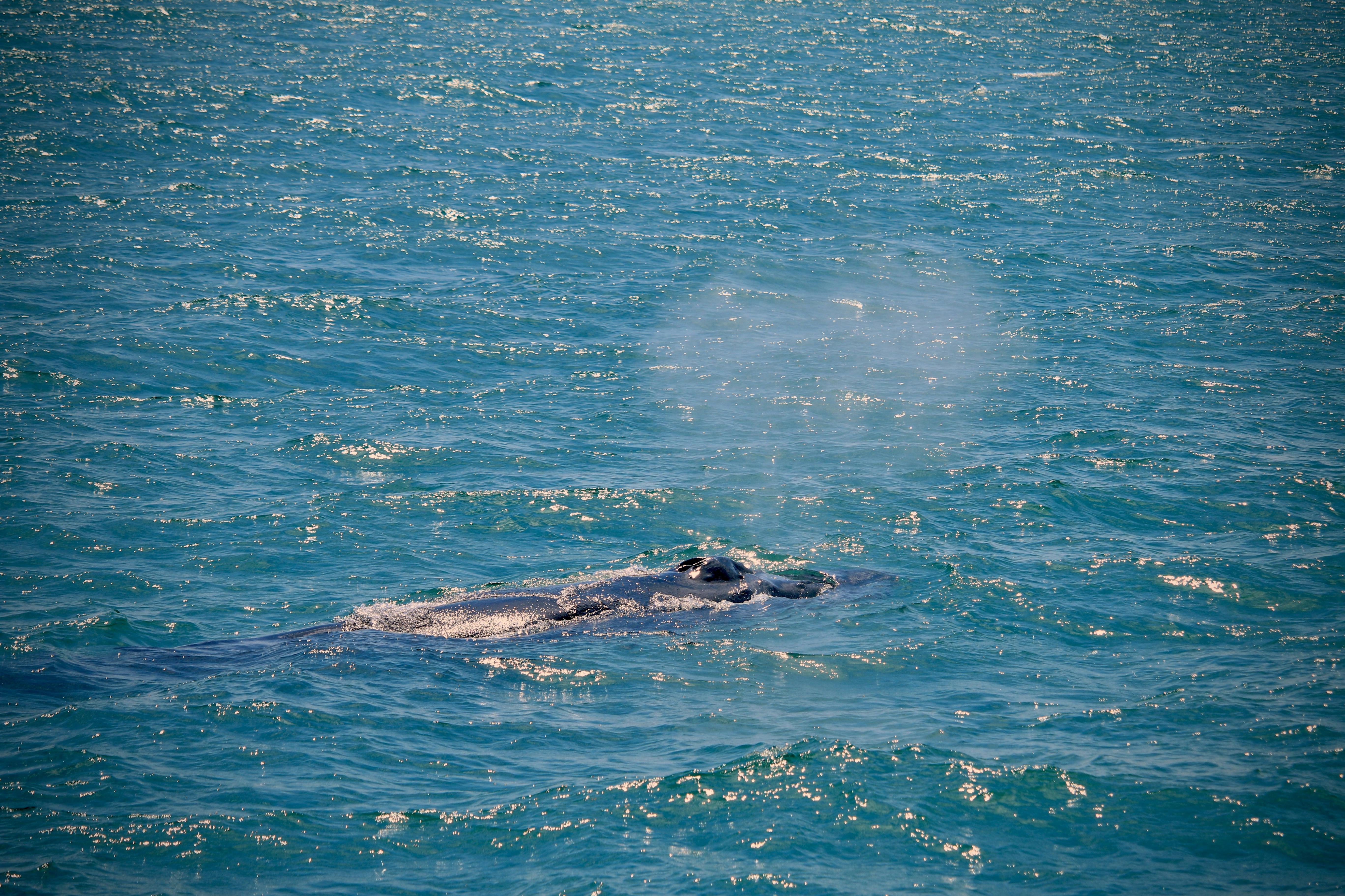 Whale jumping out of the water during a whale watching tour
