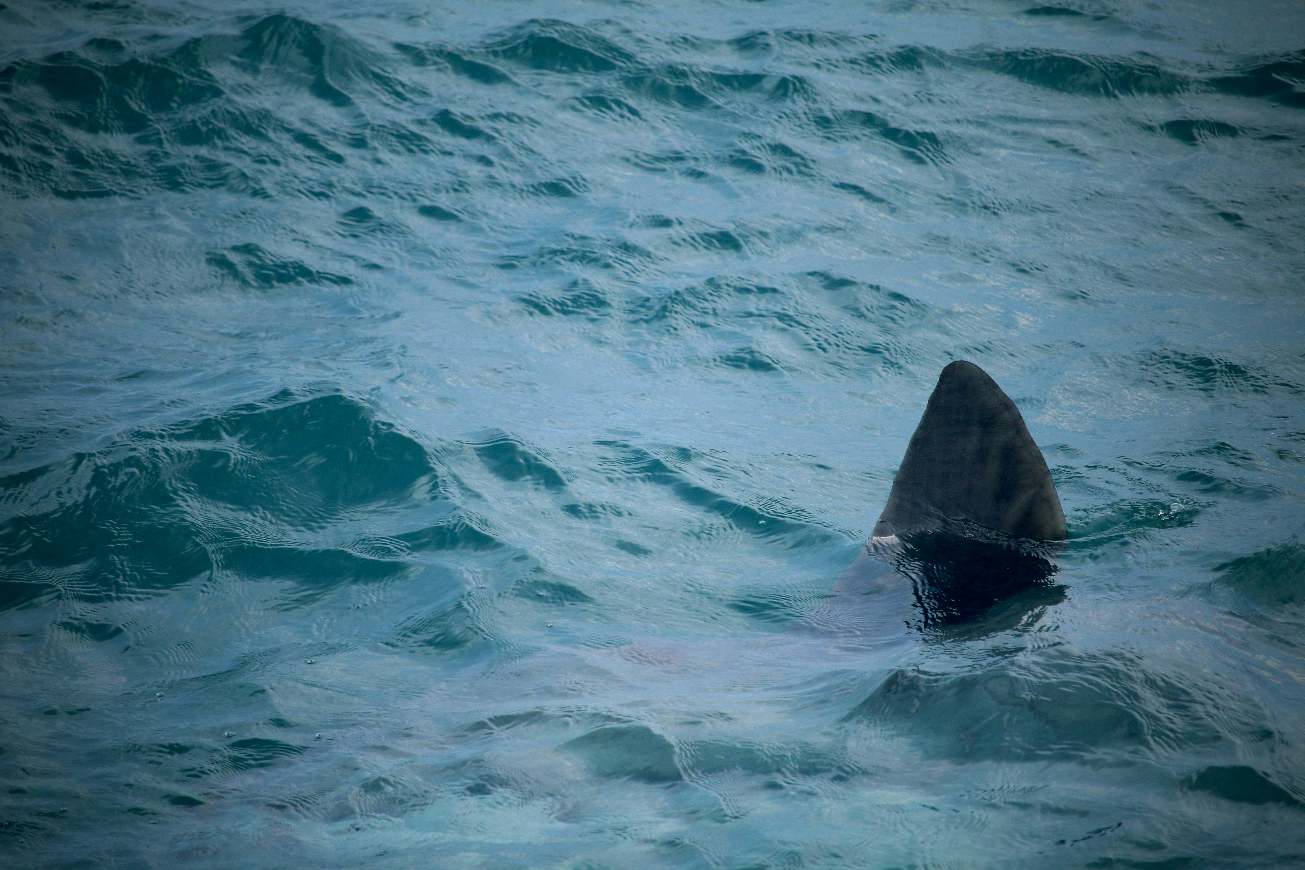 Shark fin cuts through the ocean's surface.