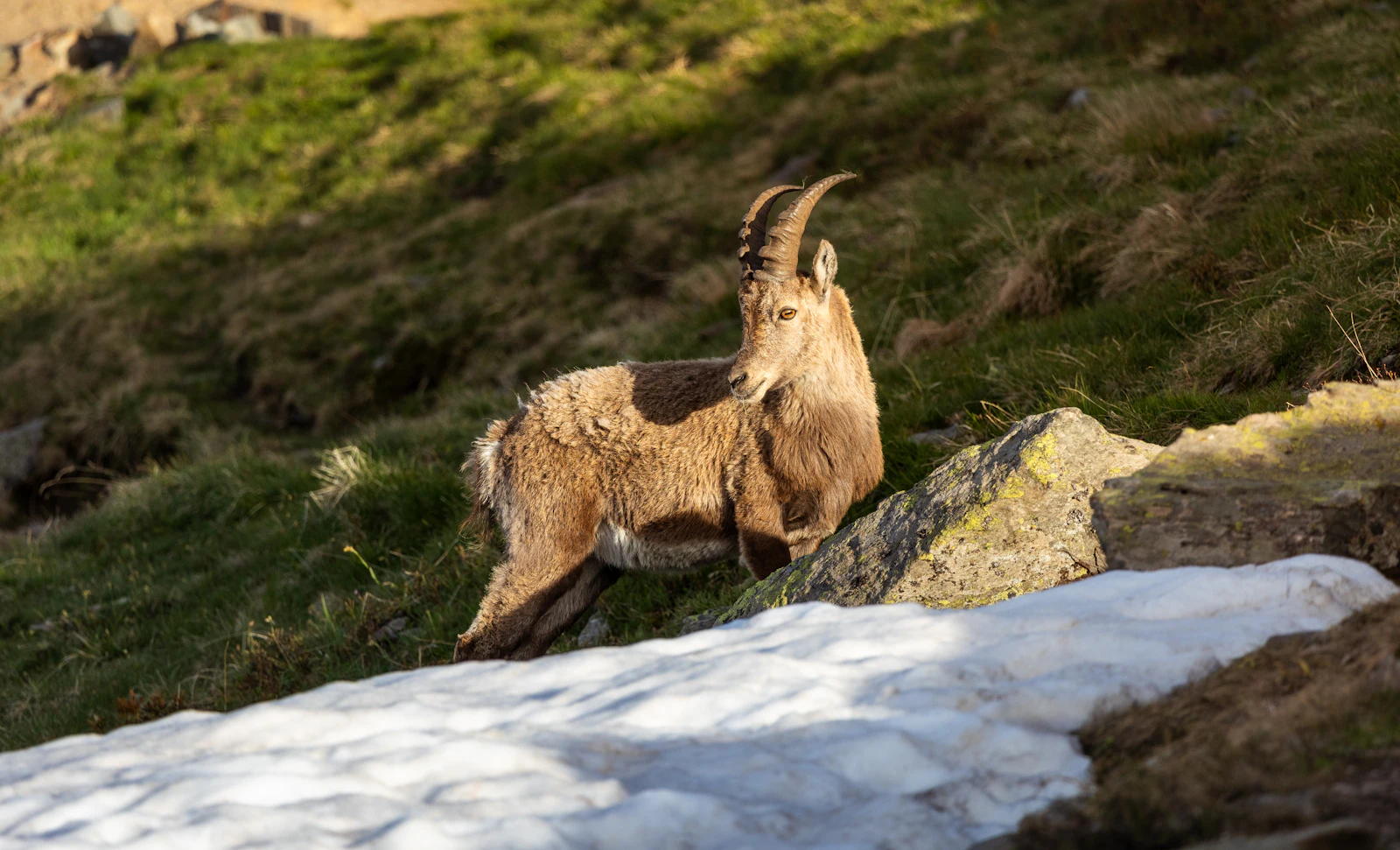 Bouquetin des Alpes sur une pente de montagne, emblème du parc national du Grand Paradis (image d'illustration prise à Chamonix)
