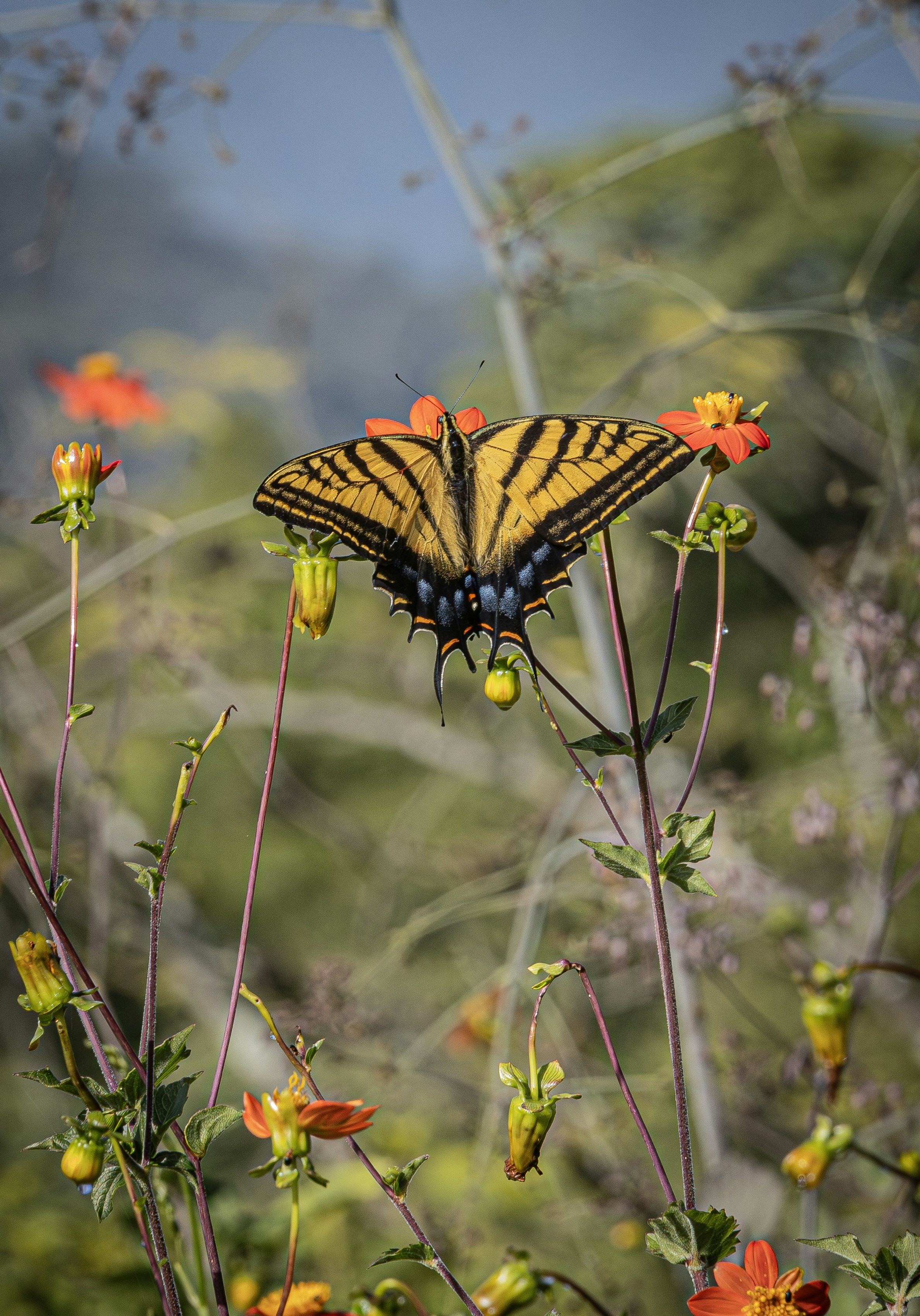 Una mariposa descansa sobre una flor naranja vibrante.
