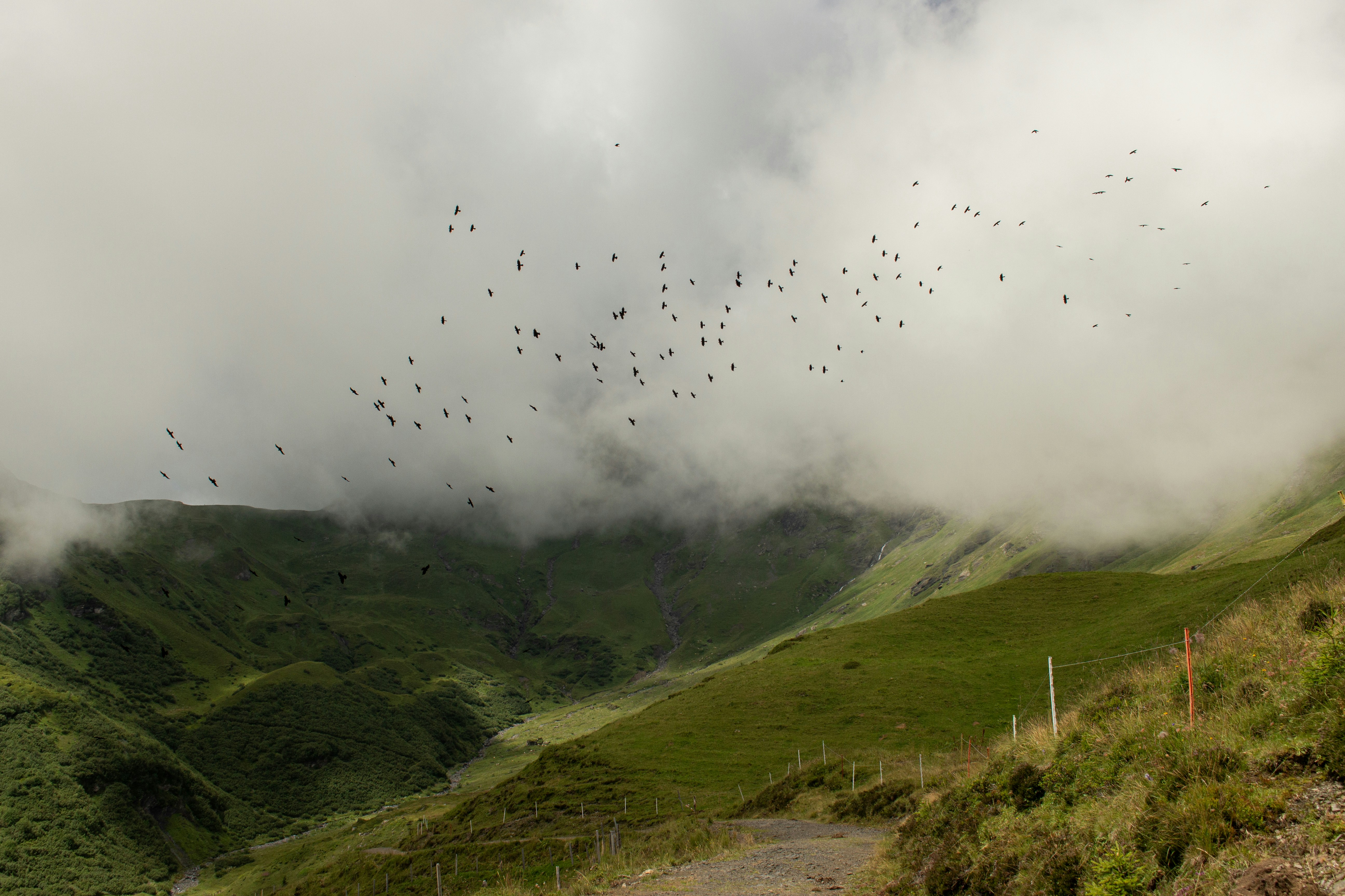 Los pájaros vuelan sobre un valle verde.