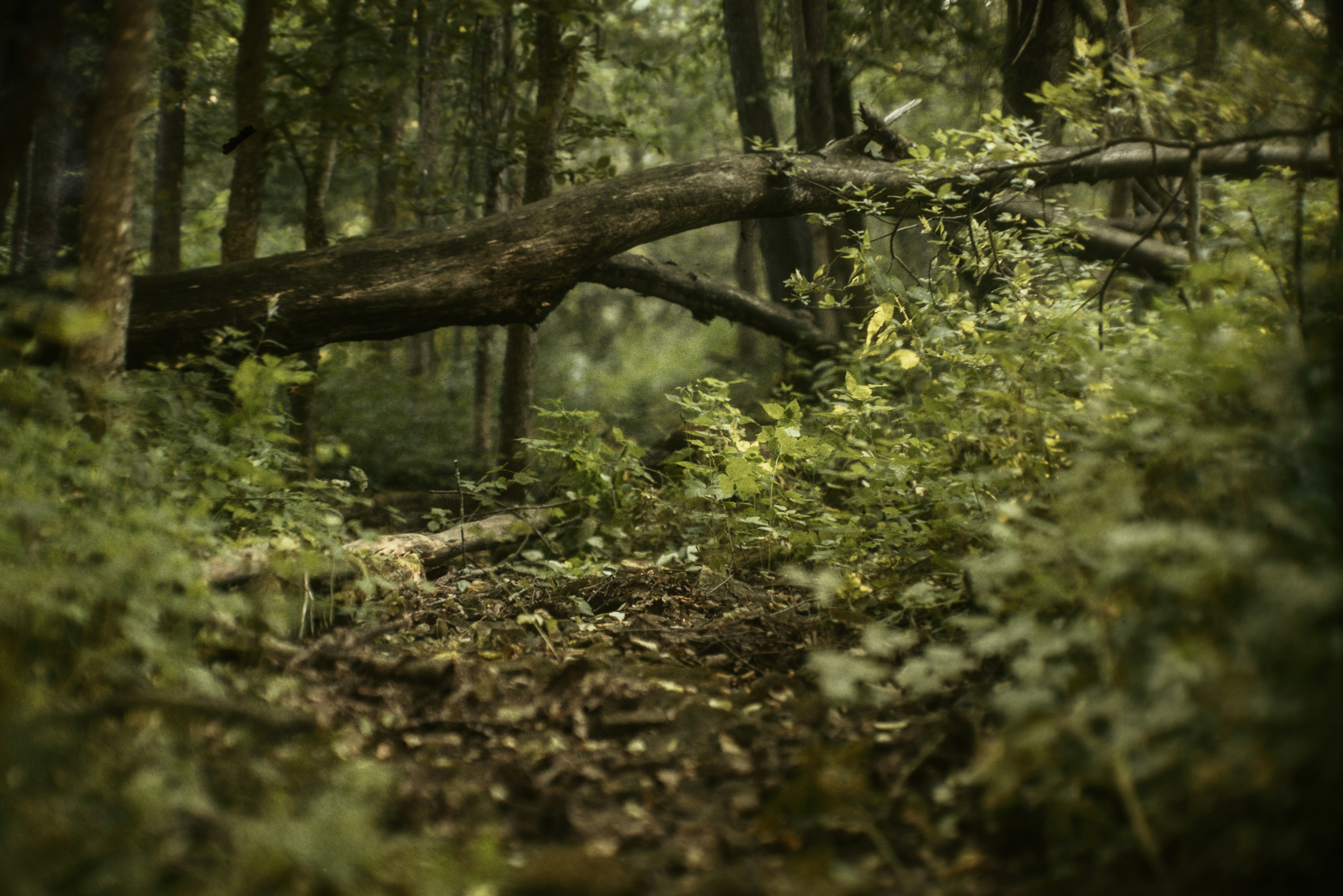 Photo by andrilliardbond