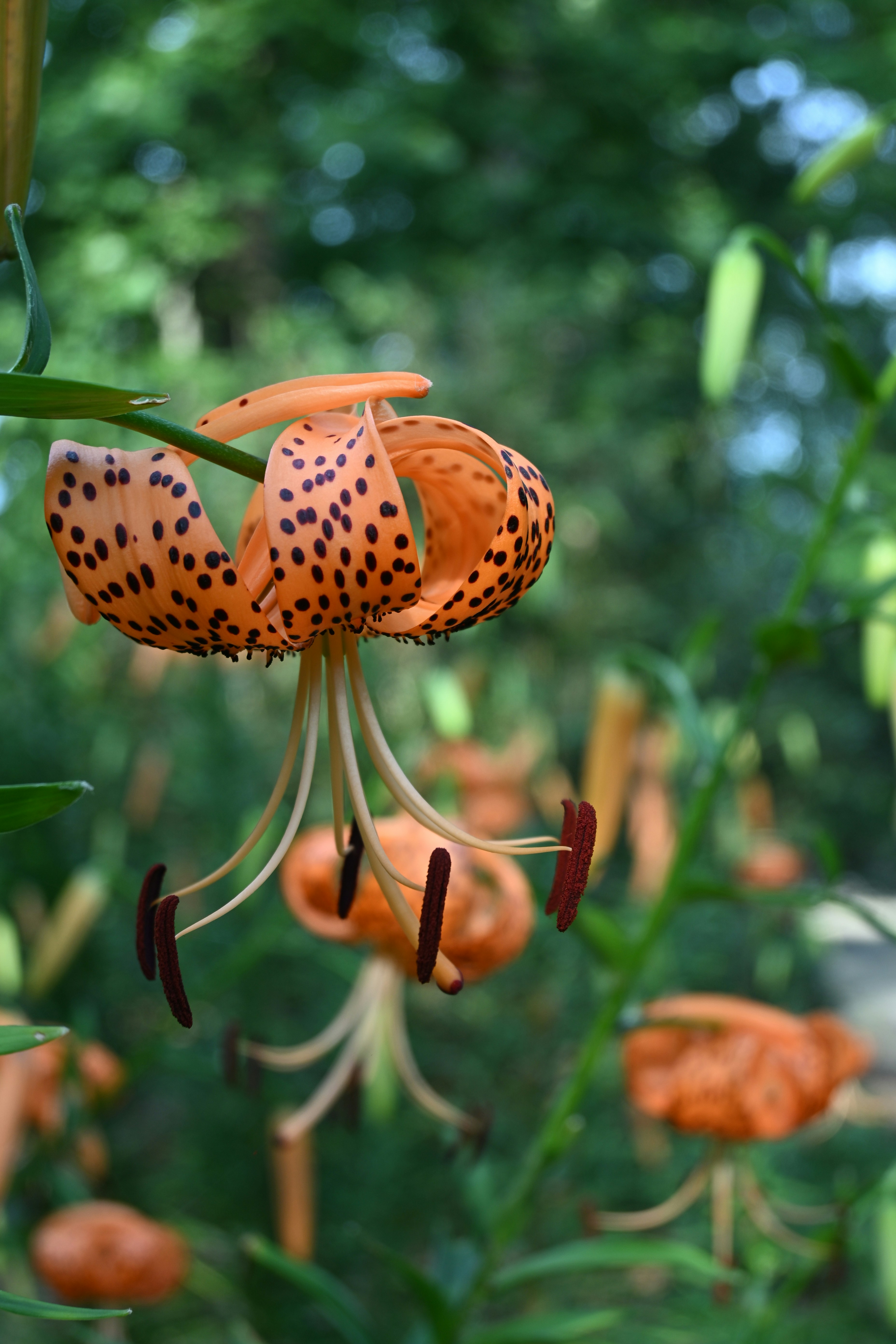 Photo by halilcelikhic