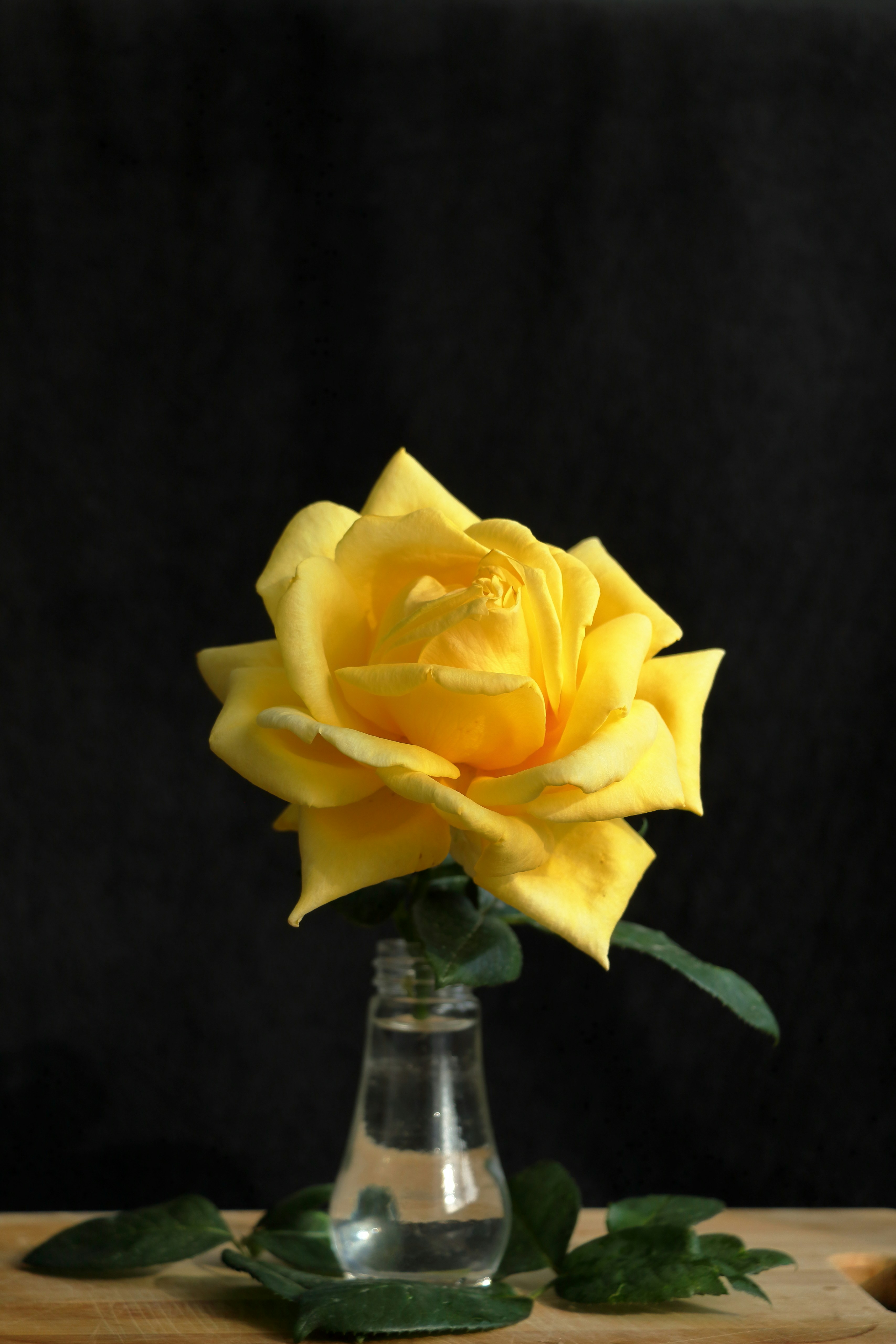 A yellow rose bloom's elegance in a small vase.