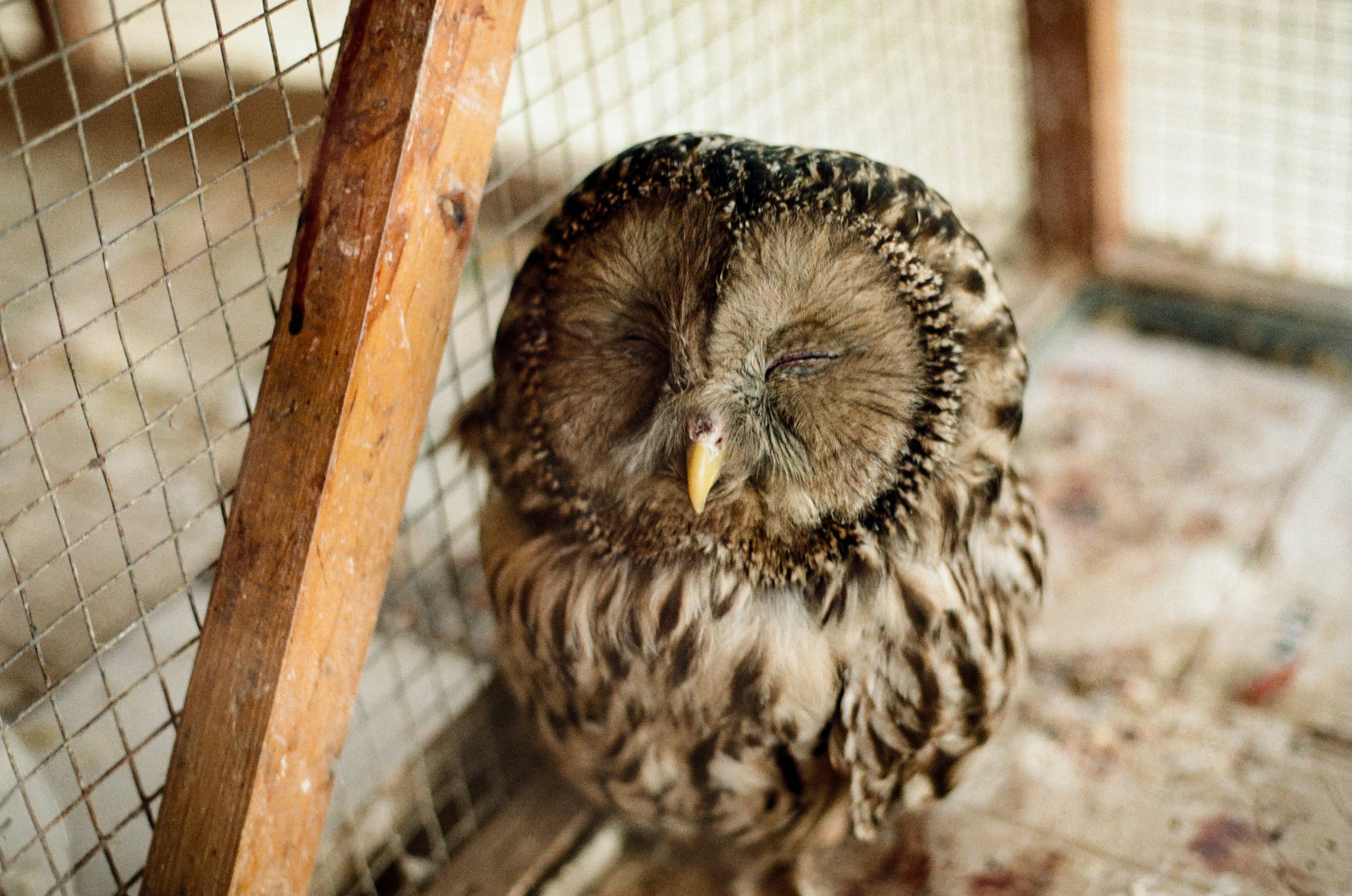 A sleeping owl is inside a cage.