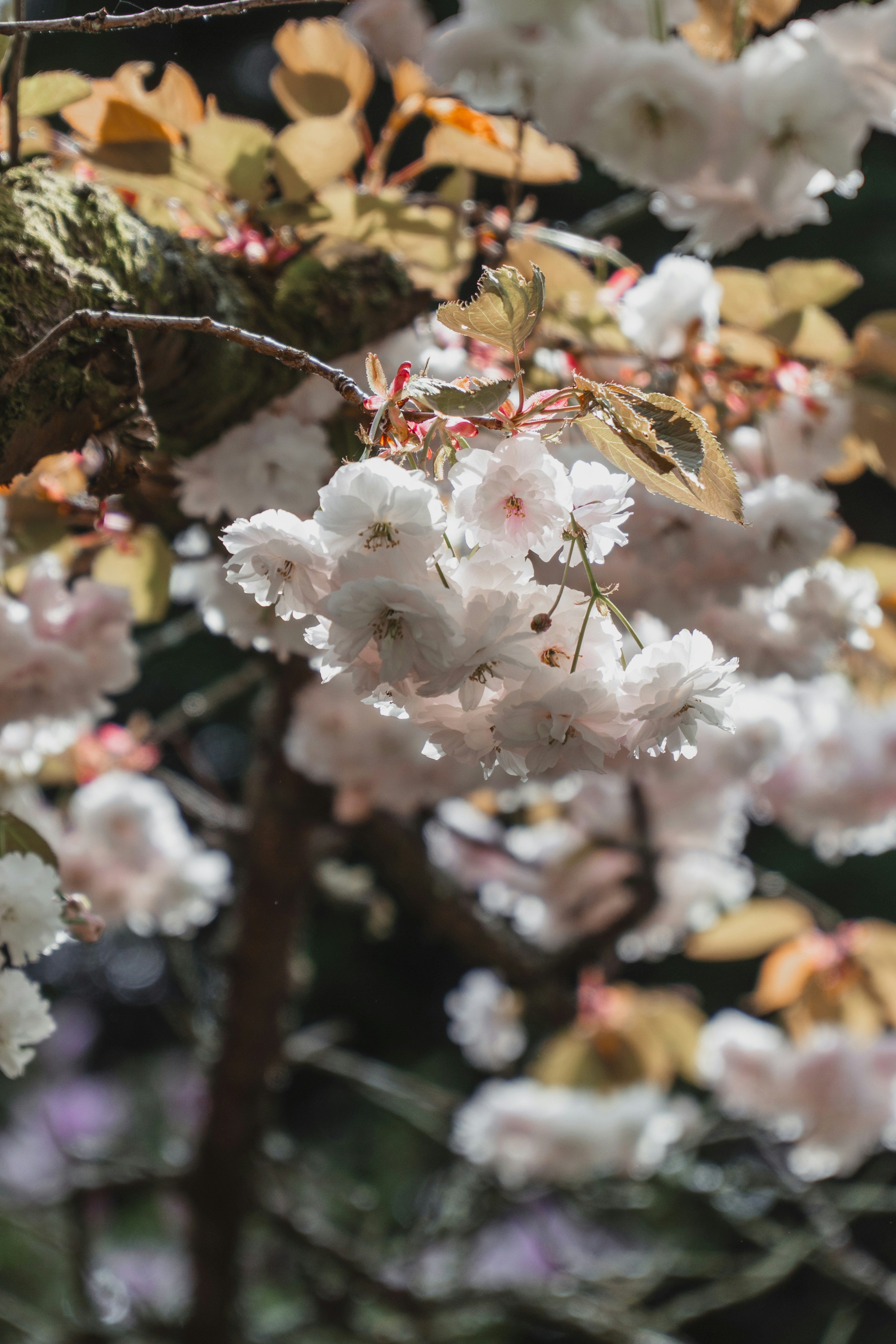 White cherry blossoms bloom on a tree branch.