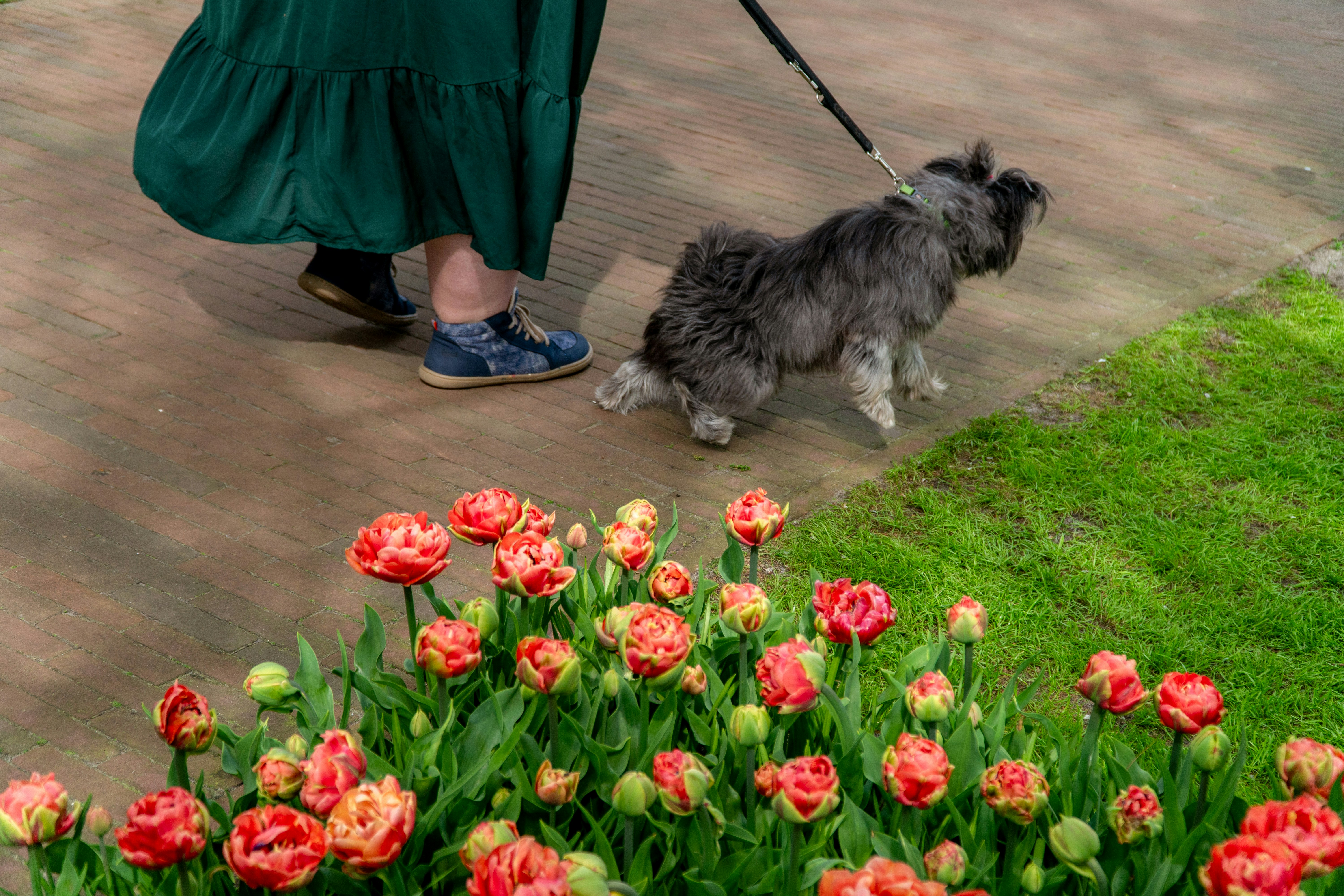Woman walks her dog past a bed of tulips.