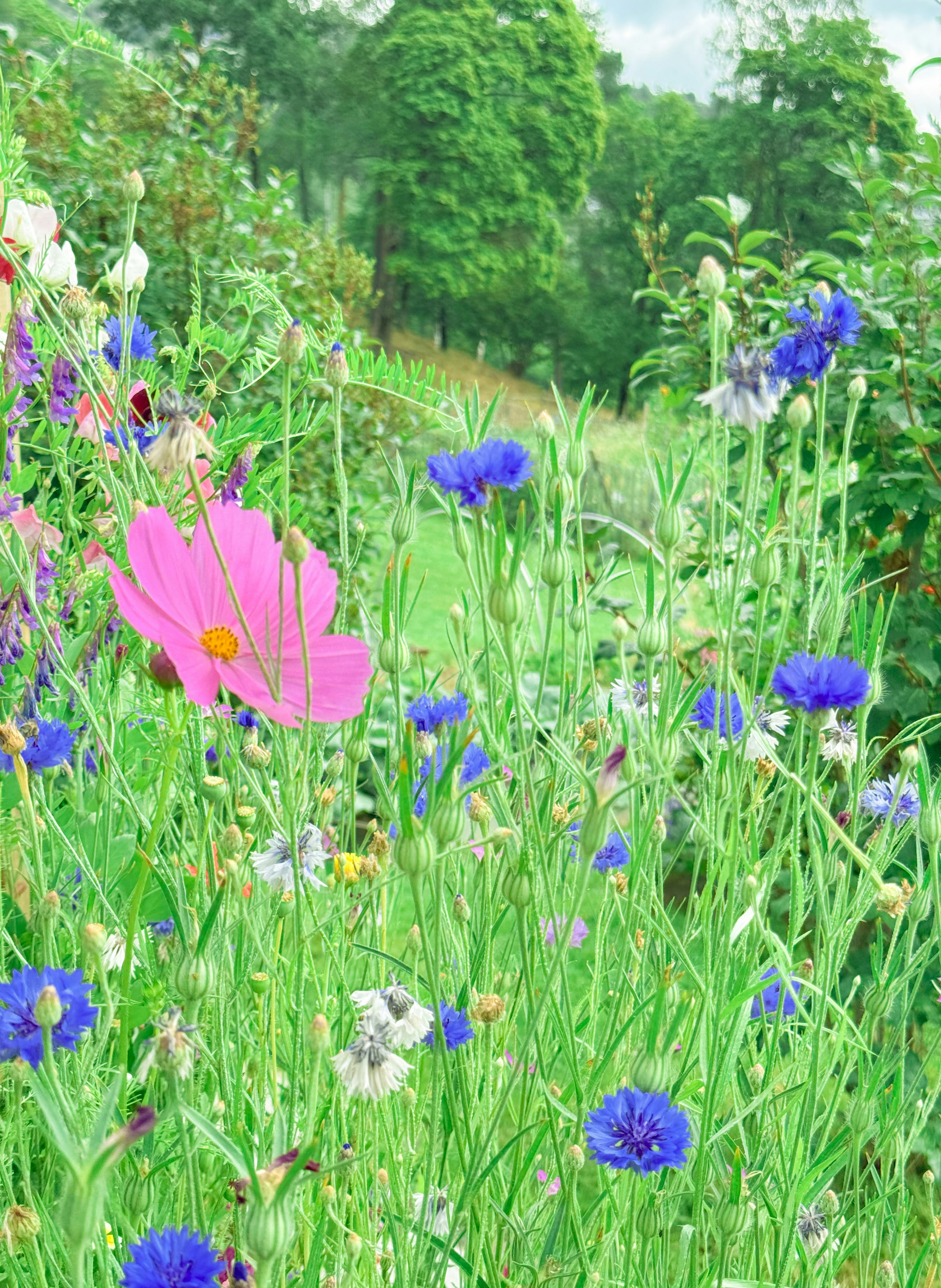 Vibrant field of colorful flowers in nature.