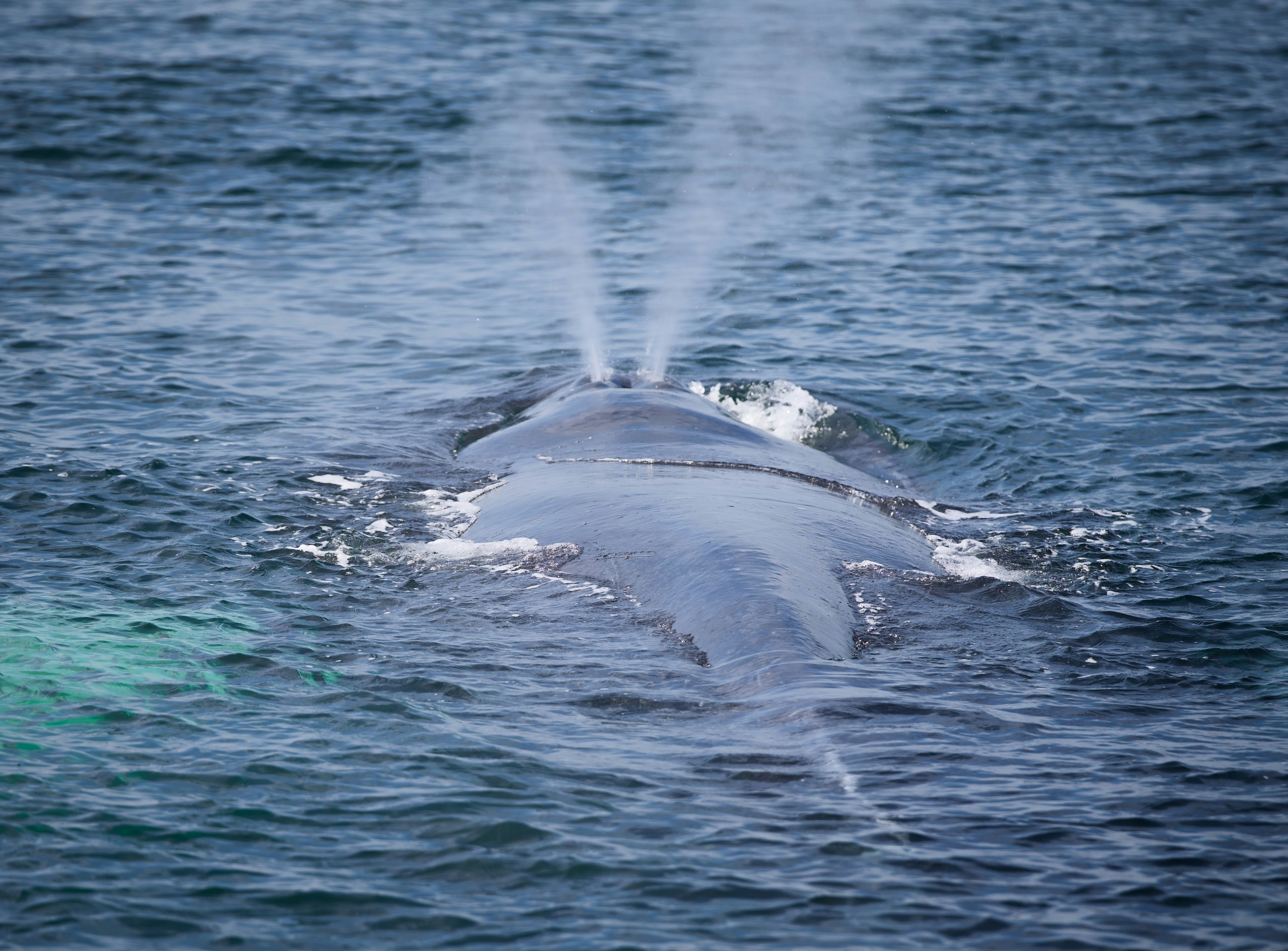 A whale surfaces, spouting water.