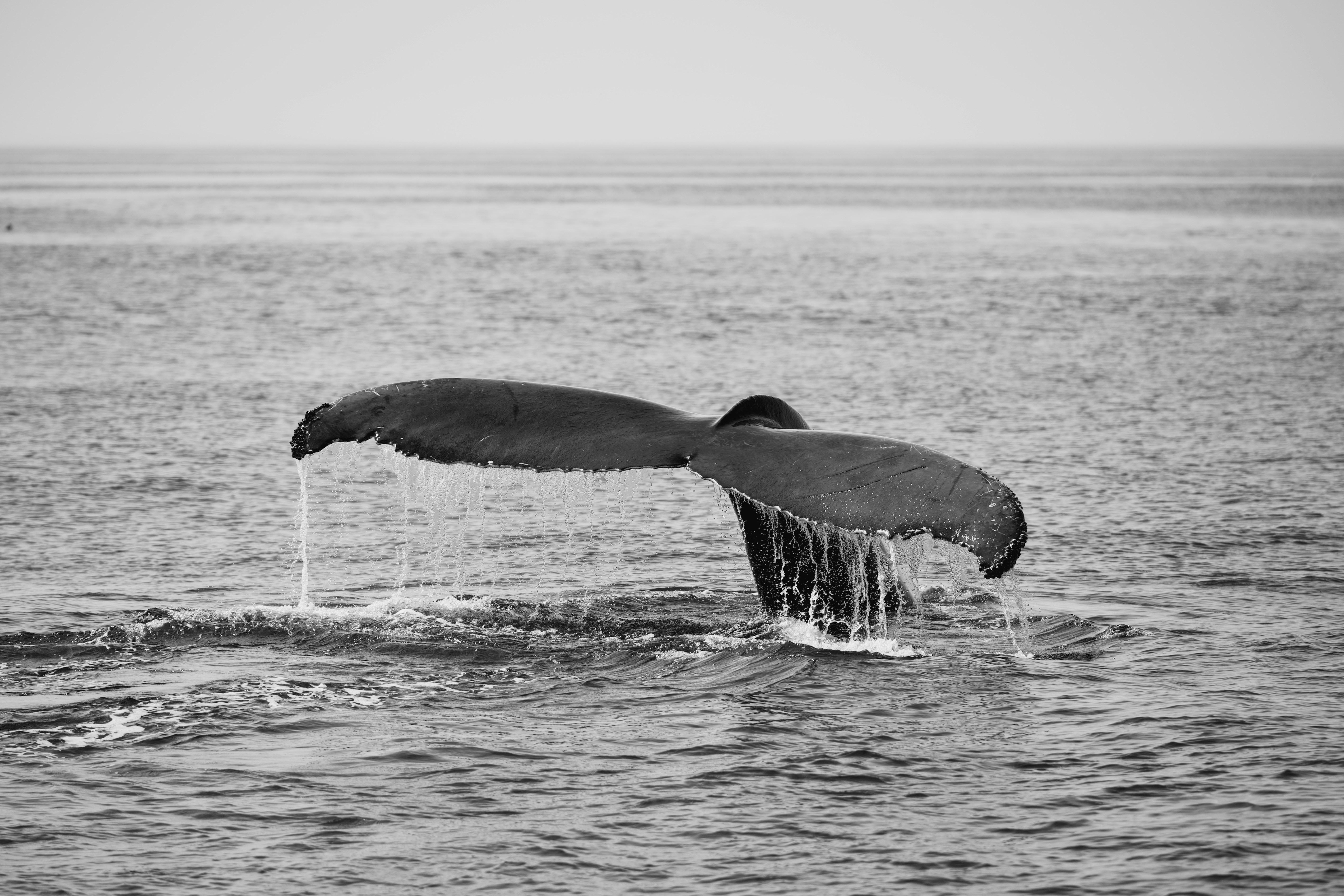 고래잇 페스타 10월 전단 관련 이미지2