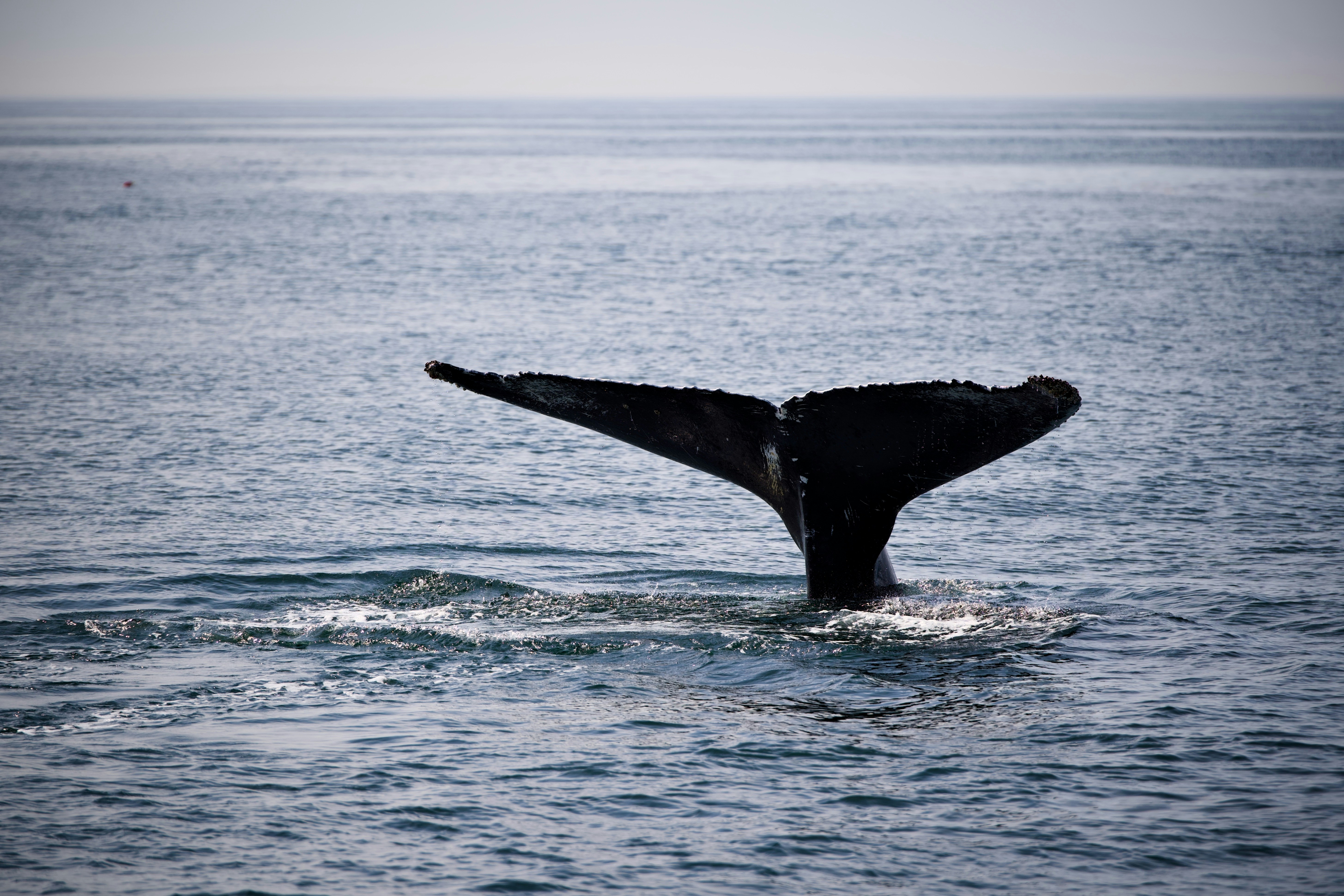 Криптовалютні киті переходять до купівлі, оскільки роздрібні інвестори продають на фоні «екстремального страху»