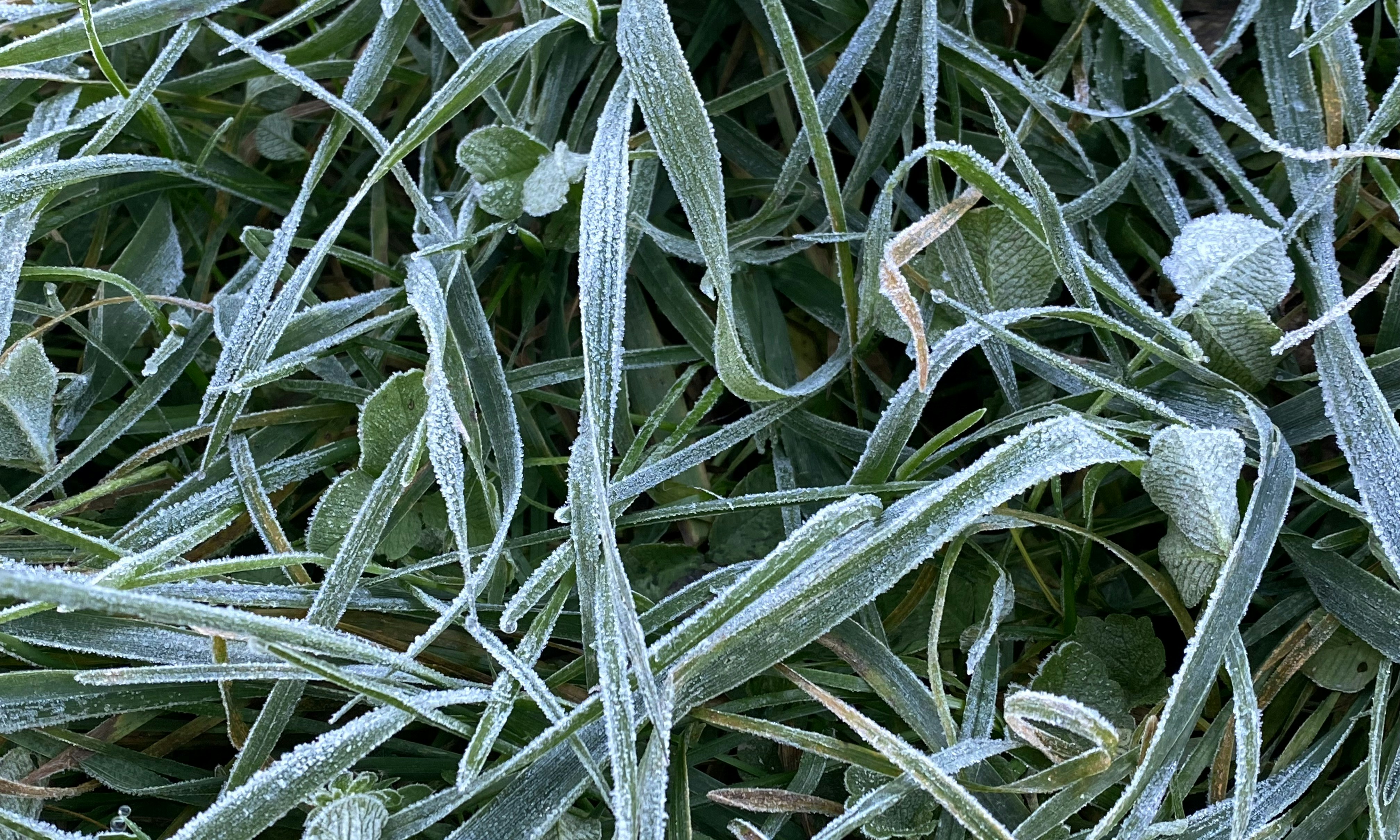 Frost coats blades of grass in the morning.
