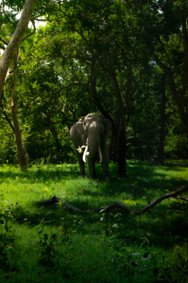An Asian elephant with white tusks standing in sunlit forest at Bandipur, Karnataka, in the Nilgiri reserve that borders Mudumalai