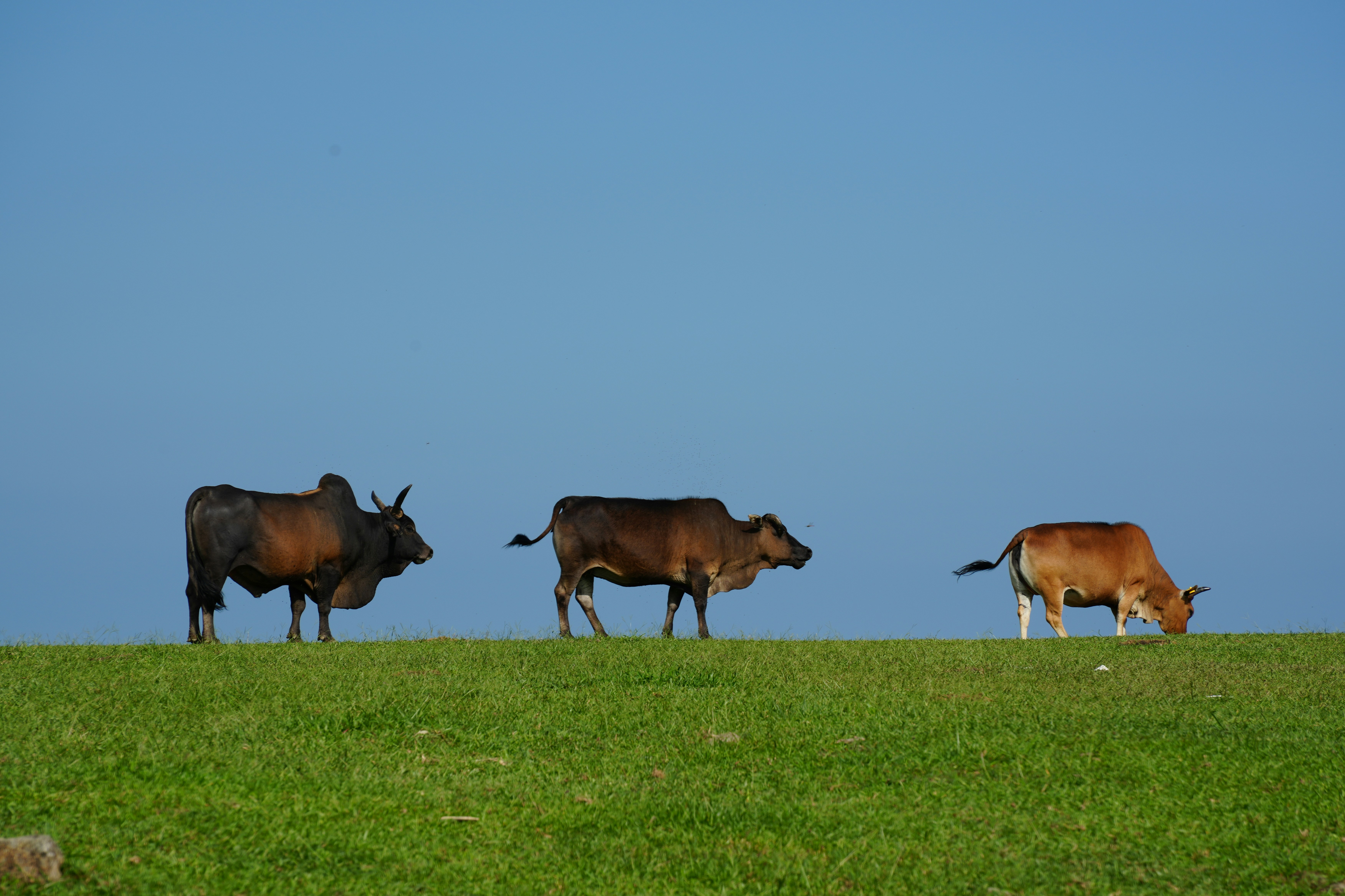 Cows graze on a grassy hill under a blue sky.