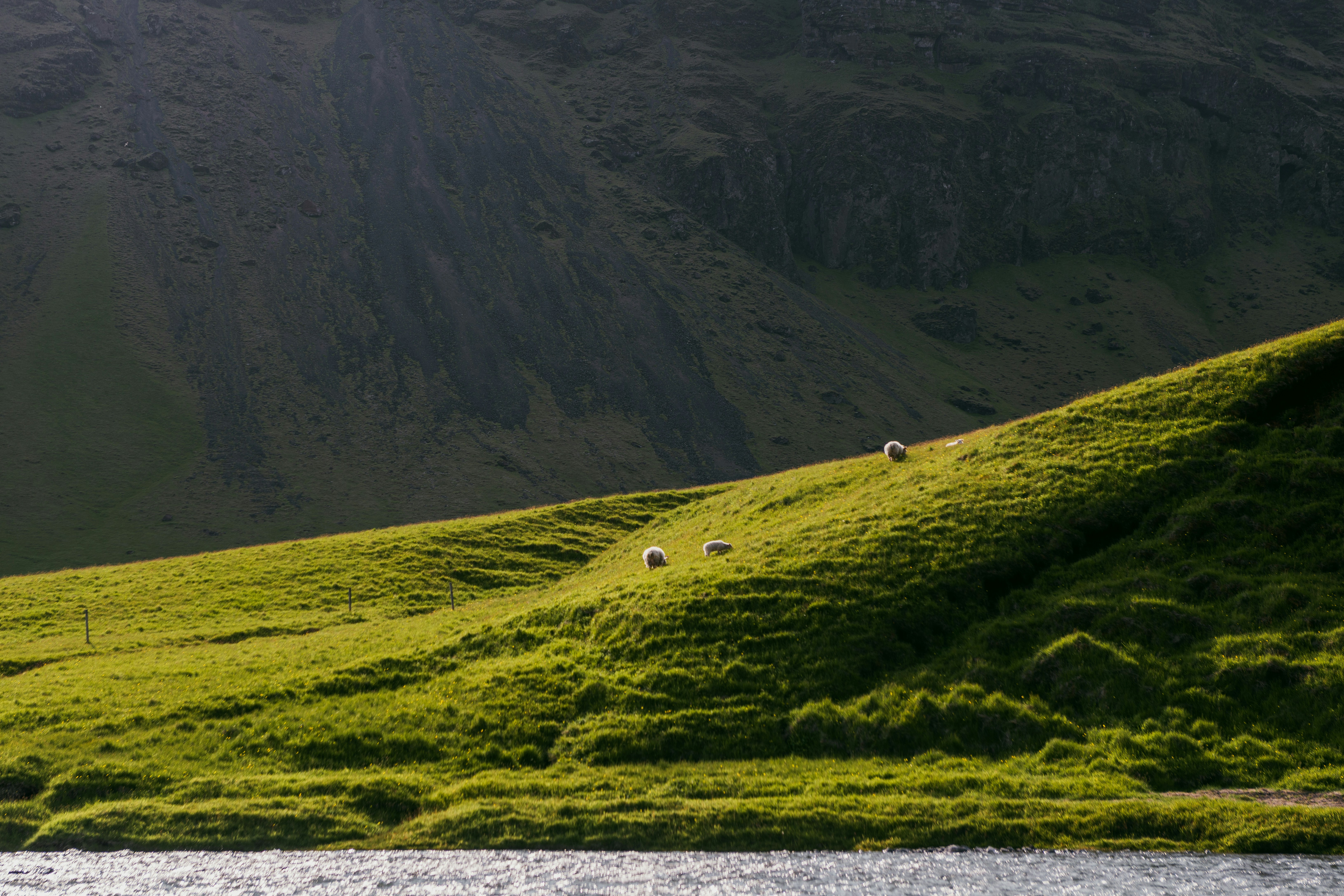 Sheep graze on a grassy hillside near mountains.