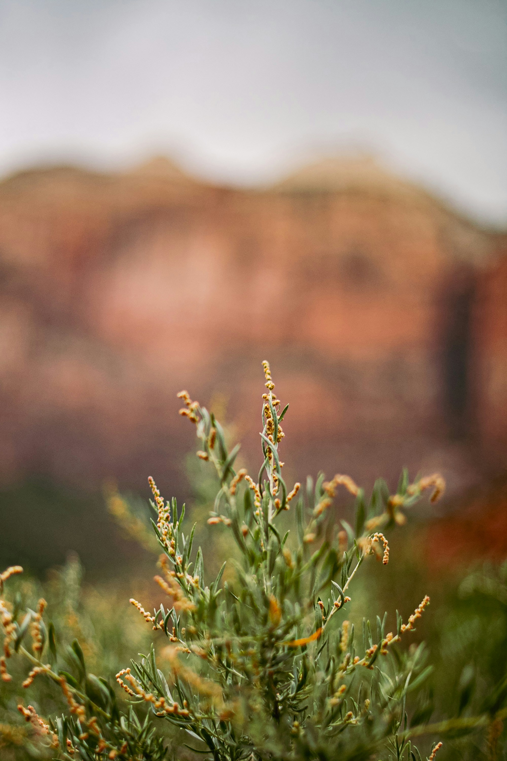 As plantas florescem em frente a uma montanha de rocha vermelha.
